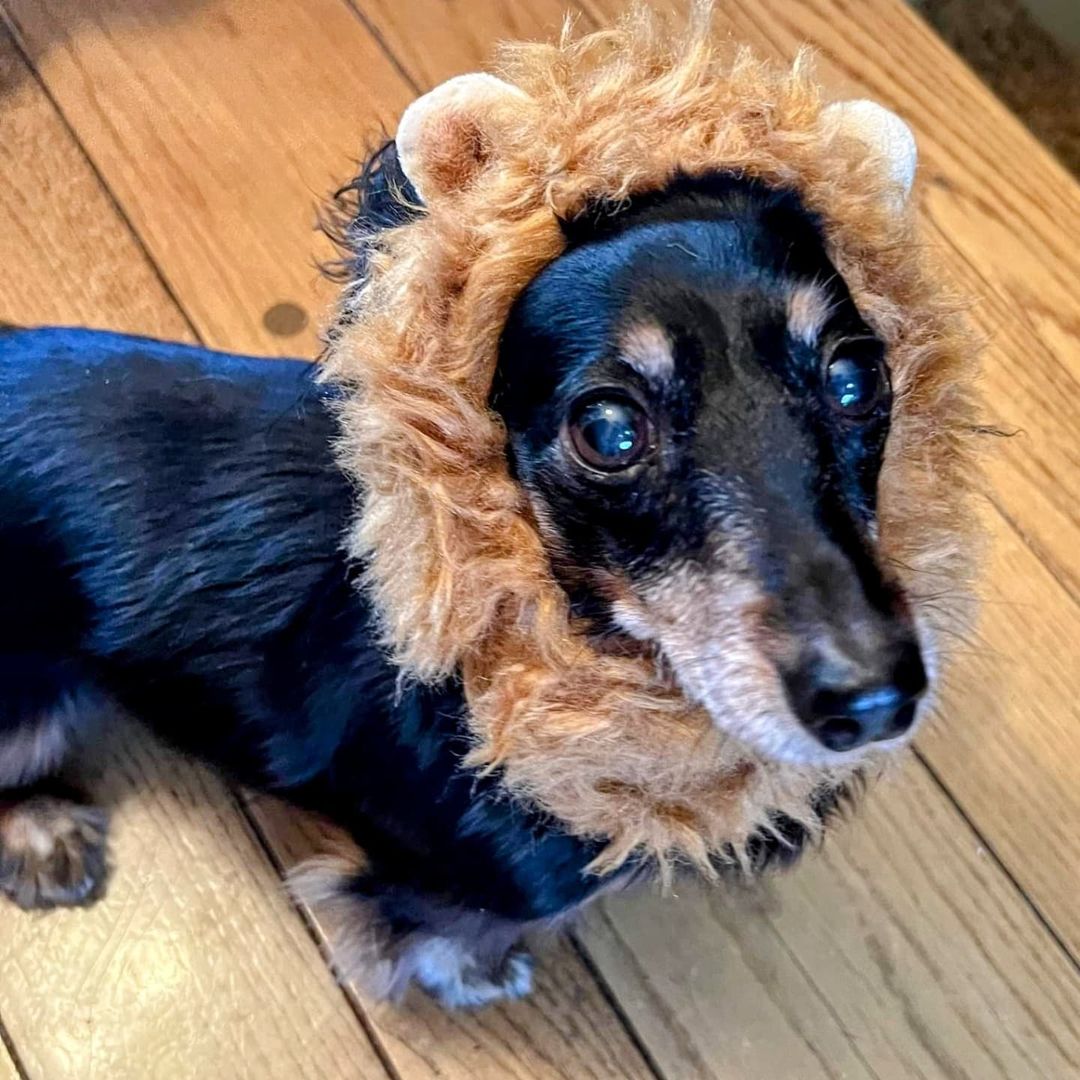 You're gonna hear me R O A R 🖤🦁🖤🦁 Bella and Remington 🖤🎃🖤
<a target='_blank' href='https://www.instagram.com/explore/tags/roar/'>#roar</a> <a target='_blank' href='https://www.instagram.com/explore/tags/happyhalloween/'>#happyhalloween</a> <a target='_blank' href='https://www.instagram.com/explore/tags/longhairdachshund/'>#longhairdachshund</a> <a target='_blank' href='https://www.instagram.com/explore/tags/dachshundsofinstagram/'>#dachshundsofinstagram</a> <a target='_blank' href='https://www.instagram.com/explore/tags/doxiesofinstagram/'>#doxiesofinstagram</a> <a target='_blank' href='https://www.instagram.com/explore/tags/bondedpair/'>#bondedpair</a> <a target='_blank' href='https://www.instagram.com/explore/tags/seniordogsofinstagram/'>#seniordogsofinstagram</a> <a target='_blank' href='https://www.instagram.com/explore/tags/seniordachshund/'>#seniordachshund</a> <a target='_blank' href='https://www.instagram.com/explore/tags/rescueddogsofinstagram/'>#rescueddogsofinstagram</a> <a target='_blank' href='https://www.instagram.com/explore/tags/dachshund/'>#dachshund</a> <a target='_blank' href='https://www.instagram.com/explore/tags/doxies/'>#doxies</a> <a target='_blank' href='https://www.instagram.com/explore/tags/piebalddachshund/'>#piebalddachshund</a> <a target='_blank' href='https://www.instagram.com/explore/tags/weeniedogs/'>#weeniedogs</a> <a target='_blank' href='https://www.instagram.com/explore/tags/adoptdontshop/'>#adoptdontshop</a> <a target='_blank' href='https://www.instagram.com/explore/tags/adopt/'>#adopt</a> <a target='_blank' href='https://www.instagram.com/explore/tags/lovedogs/'>#lovedogs</a> <a target='_blank' href='https://www.instagram.com/explore/tags/dachshund_love/'>#dachshund_love</a> <a target='_blank' href='https://www.instagram.com/explore/tags/onepawatatime/'>#onepawatatime</a>