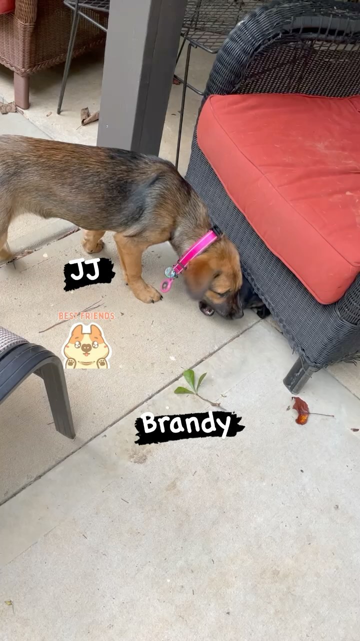 When your friend fits under the patio furniture. Sneaky