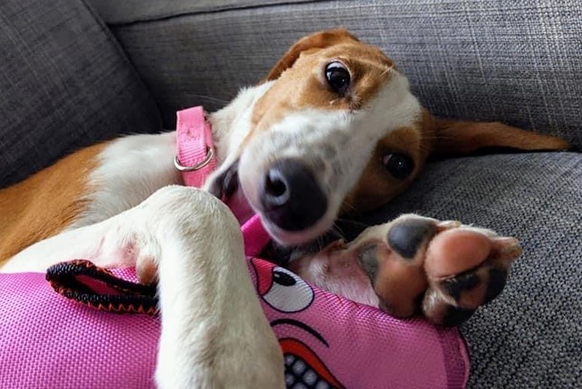 2 year-old Samie is still looking for her forever home! She is petite, playful and friendly. Good with kids and other dogs. If you are interested,  click the link below and fill out an application for Samie. ♥️

https://adoptapet.com/pet/32892612-seminole-florida-hound-unknown-type

<a target='_blank' href='https://www.instagram.com/explore/tags/adoptme/'>#adoptme</a> <a target='_blank' href='https://www.instagram.com/explore/tags/hounddogsofinstagram/'>#hounddogsofinstagram</a> <a target='_blank' href='https://www.instagram.com/explore/tags/snugglebuddy/'>#snugglebuddy</a> <a target='_blank' href='https://www.instagram.com/explore/tags/sweet/'>#sweet</a> <a target='_blank' href='https://www.instagram.com/explore/tags/rescuedogsofinstagram/'>#rescuedogsofinstagram</a>