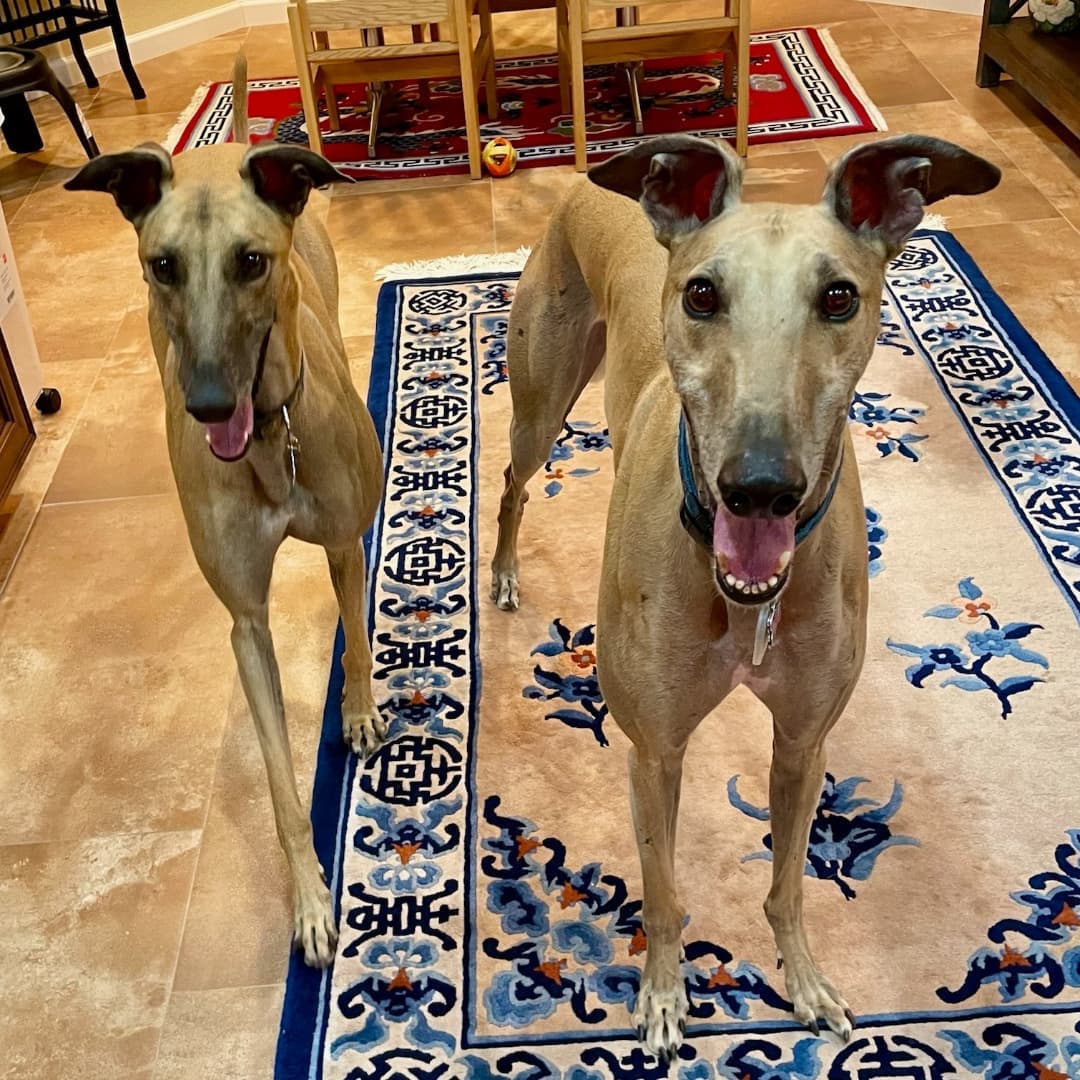 SA Greys alums Juno and Geordie had a sleepover at Juno's. They had a greyt time. 
<a target='_blank' href='https://www.instagram.com/explore/tags/greyhound/'>#greyhound</a> <a target='_blank' href='https://www.instagram.com/explore/tags/greyhounds/'>#greyhounds</a> <a target='_blank' href='https://www.instagram.com/explore/tags/greyhoundsofinstagram/'>#greyhoundsofinstagram</a>