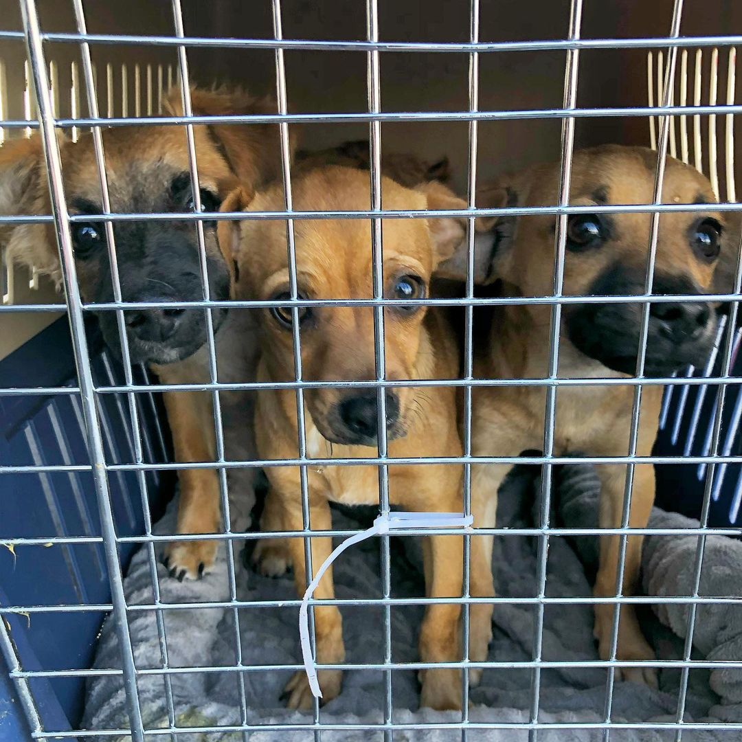 3 lil newbies headed up to go into foster with @roofusandkilo as we speak! These small breed pups are around 4 months old and will be available for adoption as soon as their quarantine period is up. @roofusandkilo will be sharing more about them once they arrive, so be sure to keep an eye on their stories. And applications are open now, so if you’ve been looking for a small breed pup to join your fam head to the link in our bio and submit your app now! 📝✅💕 <a target='_blank' href='https://www.instagram.com/explore/tags/adoptme/'>#adoptme</a> <a target='_blank' href='https://www.instagram.com/explore/tags/adoptdontshop/'>#adoptdontshop</a> <a target='_blank' href='https://www.instagram.com/explore/tags/fosteringsaveslives/'>#fosteringsaveslives</a>