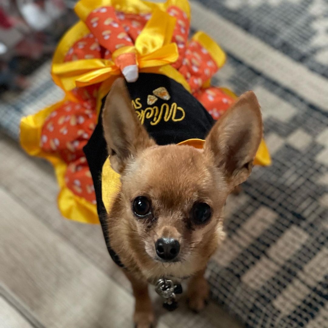 Happy Halloween! Show us your Pooches costumes!!