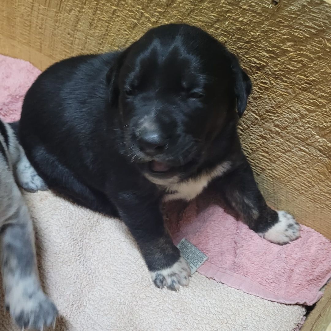 Kayla and her puppies!! 🥰

Pups are a couple weeks old and will all be available for adoption once ready 😊

<a target='_blank' href='https://www.instagram.com/explore/tags/outrunaninalrehabilitationcenter/'>#outrunaninalrehabilitationcenter</a> <a target='_blank' href='https://www.instagram.com/explore/tags/outrunrescue/'>#outrunrescue</a> <a target='_blank' href='https://www.instagram.com/explore/tags/rescuedismtfavouritebreed/'>#rescuedismtfavouritebreed</a> <a target='_blank' href='https://www.instagram.com/explore/tags/adoptdontshop/'>#adoptdontshop</a>