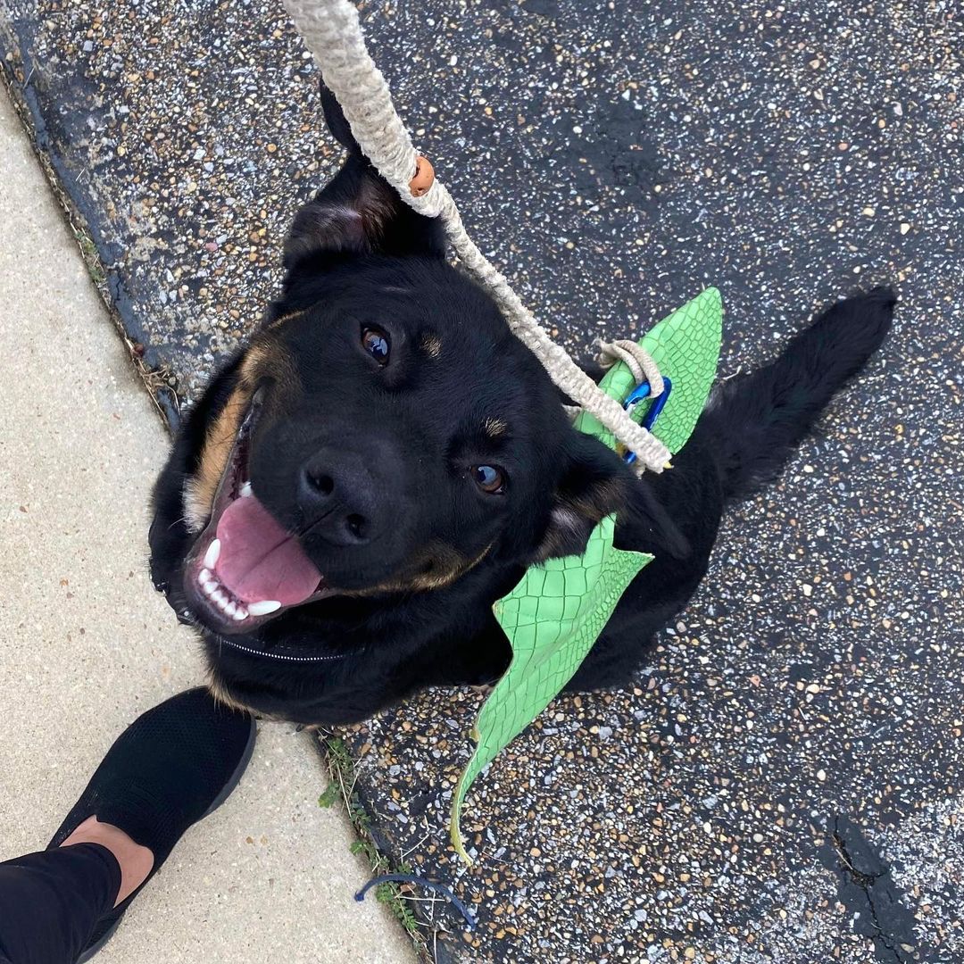 👻🎃HAPPY HALLOWEEN🎃👻

The OCHS Staff, Volunteers, Friends, and Residents want to wish everyone a safe, spooky, spectacular, and happy Halloween! 

Pictured below is one of our residents, Choctaw, who participated in the Vet School’s Halloween 5K yesterday! This run, sponsored by @hillspet , supported MSU Vet School’s Homeward Bound program! This program, much like the <a target='_blank' href='https://www.instagram.com/explore/tags/OCHSExpress/'>#OCHSExpress</a>, helps move dogs from MS to other regions of the country to help them find safe, happy, furrever homes! We’re so happy to offer our support such a wonderful program and thankful that some of our pups were able to get out of the shelter and stretch their legs for such a good cause! 

* For more on MSState VetMed Homeward Bound, see: https://www.vetmed.msstate.edu/outreach/community-engagement/service/homeward-bound
* For more on the OCHS Express, see: www.ochsms.org 

<a target='_blank' href='https://www.instagram.com/explore/tags/begooddogood/'>#begooddogood</a> <a target='_blank' href='https://www.instagram.com/explore/tags/homewardboundms/'>#homewardboundms</a> <a target='_blank' href='https://www.instagram.com/explore/tags/vetmed/'>#vetmed</a> <a target='_blank' href='https://www.instagram.com/explore/tags/vetrinarymedicine/'>#vetrinarymedicine</a> <a target='_blank' href='https://www.instagram.com/explore/tags/outreach/'>#outreach</a> <a target='_blank' href='https://www.instagram.com/explore/tags/myfavoritebreedisrescued/'>#myfavoritebreedisrescued</a> <a target='_blank' href='https://www.instagram.com/explore/tags/sheleterdogs/'>#sheleterdogs</a> <a target='_blank' href='https://www.instagram.com/explore/tags/dogsofinstagram/'>#dogsofinstagram</a> <a target='_blank' href='https://www.instagram.com/explore/tags/rescuedogs/'>#rescuedogs</a> <a target='_blank' href='https://www.instagram.com/explore/tags/adoptashelterdog/'>#adoptashelterdog</a> <a target='_blank' href='https://www.instagram.com/explore/tags/ochs/'>#ochs</a> <a target='_blank' href='https://www.instagram.com/explore/tags/adoptdontshop/'>#adoptdontshop</a> <a target='_blank' href='https://www.instagram.com/explore/tags/animalrescue/'>#animalrescue</a> <a target='_blank' href='https://www.instagram.com/explore/tags/spayandneuter/'>#spayandneuter</a> <a target='_blank' href='https://www.instagram.com/explore/tags/adoptables/'>#adoptables</a> <a target='_blank' href='https://www.instagram.com/explore/tags/humanesociety/'>#humanesociety</a> <a target='_blank' href='https://www.instagram.com/explore/tags/animalwelfare/'>#animalwelfare</a> <a target='_blank' href='https://www.instagram.com/explore/tags/whywerescue/'>#whywerescue</a> <a target='_blank' href='https://www.instagram.com/explore/tags/adoptezmoi/'>#adoptezmoi</a> <a target='_blank' href='https://www.instagram.com/explore/tags/adoptme/'>#adoptme</a> <a target='_blank' href='https://www.instagram.com/explore/tags/starkvillems/'>#starkvillems</a> <a target='_blank' href='https://www.instagram.com/explore/tags/mspets/'>#mspets</a> <a target='_blank' href='https://www.instagram.com/explore/tags/petsofinstagram/'>#petsofinstagram</a> <a target='_blank' href='https://www.instagram.com/explore/tags/rescuelove/'>#rescuelove</a>