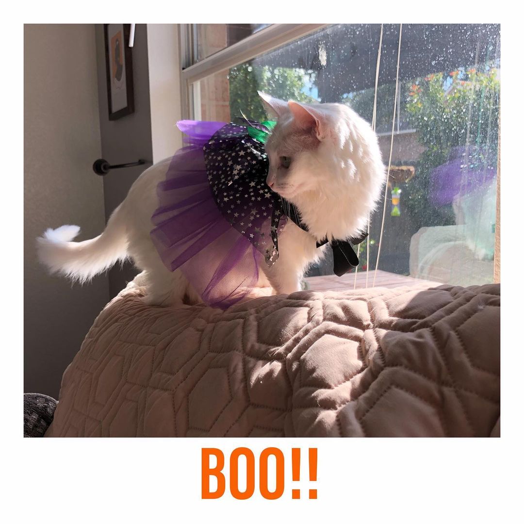 🎃🎃🎃🎃🎃🎃🎃🎃🎃
MEOWLLOWEEN 2021
“If you find my broom, send me back, please!
Jojo
———————————————-
<a target='_blank' href='https://www.instagram.com/explore/tags/instacat/'>#instacat</a> <a target='_blank' href='https://www.instagram.com/explore/tags/instapet/'>#instapet</a> <a target='_blank' href='https://www.instagram.com/explore/tags/cat/'>#cat</a> <a target='_blank' href='https://www.instagram.com/explore/tags/lovecats/'>#lovecats</a> <a target='_blank' href='https://www.instagram.com/explore/tags/adoptdontshop/'>#adoptdontshop</a> <a target='_blank' href='https://www.instagram.com/explore/tags/kittens/'>#kittens</a> <a target='_blank' href='https://www.instagram.com/explore/tags/kitty/'>#kitty</a> <a target='_blank' href='https://www.instagram.com/explore/tags/rescuecats/'>#rescuecats</a> <a target='_blank' href='https://www.instagram.com/explore/tags/rescue/'>#rescue</a> <a target='_blank' href='https://www.instagram.com/explore/tags/13thstcatssanjose/'>#13thstcatssanjose</a> <a target='_blank' href='https://www.instagram.com/explore/tags/california/'>#california</a>  <a target='_blank' href='https://www.instagram.com/explore/tags/love/'>#love</a> <a target='_blank' href='https://www.instagram.com/explore/tags/catsofinstagram/'>#catsofinstagram</a> <a target='_blank' href='https://www.instagram.com/explore/tags/catcostume/'>#catcostume</a> <a target='_blank' href='https://www.instagram.com/explore/tags/catcostumes/'>#catcostumes</a> <a target='_blank' href='https://www.instagram.com/explore/tags/meow/'>#meow</a> <a target='_blank' href='https://www.instagram.com/explore/tags/meowlloween/'>#meowlloween</a> <a target='_blank' href='https://www.instagram.com/explore/tags/halloweencostume/'>#halloweencostume</a> <a target='_blank' href='https://www.instagram.com/explore/tags/halloween/'>#halloween</a> <a target='_blank' href='https://www.instagram.com/explore/tags/halloween2021/'>#halloween2021</a> <a target='_blank' href='https://www.instagram.com/explore/tags/witch/'>#witch</a> <a target='_blank' href='https://www.instagram.com/explore/tags/witchesofinstagram/'>#witchesofinstagram</a> <a target='_blank' href='https://www.instagram.com/explore/tags/witchcostume/'>#witchcostume</a> <a target='_blank' href='https://www.instagram.com/explore/tags/whitecat/'>#whitecat</a>