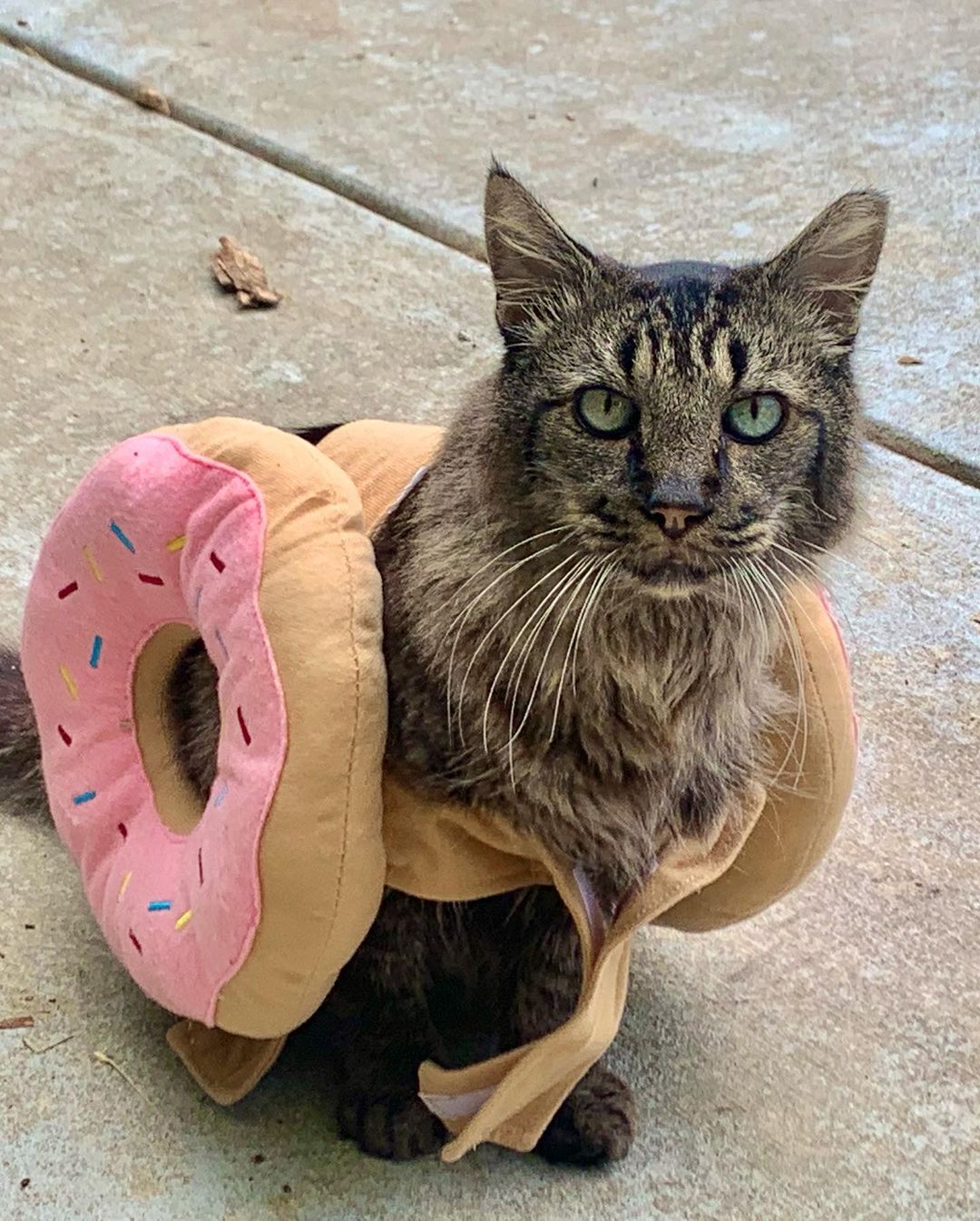 Happy Halloween from kitties at Fat Kitty City Sanctuary! Hope you all had a safe day. We did and we are grateful for the snacks and love the kitties received on this lovely day… The cats were trick-or-treating for Temptations all day!
.
.
.
.
.
.
<a target='_blank' href='https://www.instagram.com/explore/tags/sanctuarylife/'>#sanctuarylife</a> <a target='_blank' href='https://www.instagram.com/explore/tags/rescuekitties/'>#rescuekitties</a> <a target='_blank' href='https://www.instagram.com/explore/tags/fatkittycity/'>#fatkittycity</a> <a target='_blank' href='https://www.instagram.com/explore/tags/fatkittycitysanctuary/'>#fatkittycitysanctuary</a> <a target='_blank' href='https://www.instagram.com/explore/tags/catworld/'>#catworld</a> <a target='_blank' href='https://www.instagram.com/explore/tags/rescuecats/'>#rescuecats</a> <a target='_blank' href='https://www.instagram.com/explore/tags/sanctuary/'>#sanctuary</a> <a target='_blank' href='https://www.instagram.com/explore/tags/catrescue/'>#catrescue</a> <a target='_blank' href='https://www.instagram.com/explore/tags/helpingcats/'>#helpingcats</a> <a target='_blank' href='https://www.instagram.com/explore/tags/eldoradohills/'>#eldoradohills</a> <a target='_blank' href='https://www.instagram.com/explore/tags/folsomca/'>#folsomca</a> <a target='_blank' href='https://www.instagram.com/explore/tags/lifesanctuary/'>#lifesanctuary</a> <a target='_blank' href='https://www.instagram.com/explore/tags/catadoptions/'>#catadoptions</a> <a target='_blank' href='https://www.instagram.com/explore/tags/rescuecatsofinstagram/'>#rescuecatsofinstagram</a> <a target='_blank' href='https://www.instagram.com/explore/tags/specialneedscats/'>#specialneedscats</a> <a target='_blank' href='https://www.instagram.com/explore/tags/cateyes/'>#cateyes</a> <a target='_blank' href='https://www.instagram.com/explore/tags/feralrescues/'>#feralrescues</a> <a target='_blank' href='https://www.instagram.com/explore/tags/nonprofitsanctuary/'>#nonprofitsanctuary</a> <a target='_blank' href='https://www.instagram.com/explore/tags/5freedoms/'>#5freedoms</a> <a target='_blank' href='https://www.instagram.com/explore/tags/catsincostumes/'>#catsincostumes</a> <a target='_blank' href='https://www.instagram.com/explore/tags/funnycats/'>#funnycats</a> <a target='_blank' href='https://www.instagram.com/explore/tags/halloweencostume/'>#halloweencostume</a> <a target='_blank' href='https://www.instagram.com/explore/tags/halloween2021/'>#halloween2021</a>