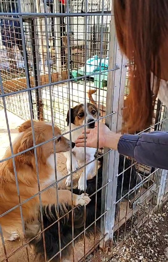 It’s been 3 years since Pocheon City shut down a poorly run and mismanaged shelter with over 3,000 dogs on the verge of dying. Now 450 dogs remain and are being cared for by independent volunteers plus the amazing teams from @beaglerescuenetwork @youumbba and of course @koreank9rescue.kr. 🙏🏽

Today, 70 volunteers from these groups, including KK9R have come together to help prepare the cages against the brutal winter here in the mountains of Pocheon. Additionally, they are giving much needed vaccinations and proper care for each dog here. 💕 If your able to help donate much needed blankets locally in Korea, please message us or @beaglerescuenetwork. Fosters and adopters in Korea are also needed!

You can donate to our efforts directly [link in bio] and help us continue our life-saving work on the ground in Korea 🇰🇷 Thank you for your support!

<a target='_blank' href='https://www.instagram.com/explore/tags/aerinwon/'>#aerinwon</a> <a target='_blank' href='https://www.instagram.com/explore/tags/pocheon/'>#pocheon</a> <a target='_blank' href='https://www.instagram.com/explore/tags/rescue/'>#rescue</a> <a target='_blank' href='https://www.instagram.com/explore/tags/rehab/'>#rehab</a> <a target='_blank' href='https://www.instagram.com/explore/tags/everydogdeserveslove/'>#everydogdeserveslove</a> <a target='_blank' href='https://www.instagram.com/explore/tags/showlovekorea/'>#showlovekorea</a>