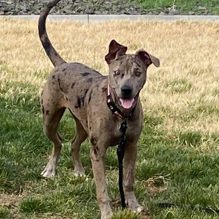 Nala is a 6 month old Merle pittie looking for a soft couch to crash on for a few weeks, or better yet an adoptive home! 

She is about 45 pounds, energetic and loves to play with other dogs. She is crate trained and potty trained on the appropriate schedule for her age. She lives with a cat that dislikes her and tries to engage the kitty in play. She respects being swatted. She is amazing with children, but She doesn’t realize her size, so keep size in mind if you have kiddos. 🥰 

She will be fixed, brought up to date on vaccinations, microchipped & dewormed! 
Located in Tri-Cities, WA | Apply at: https://www.shelterluv.com/embed/animal/TPBP-A-640

*Nala is being surrendered due to no fault of her own. Life is changing for her humans and it’s causing her mom to work a lot longer hours. This isn’t fair for Nala, please keep negative comments to yourself.