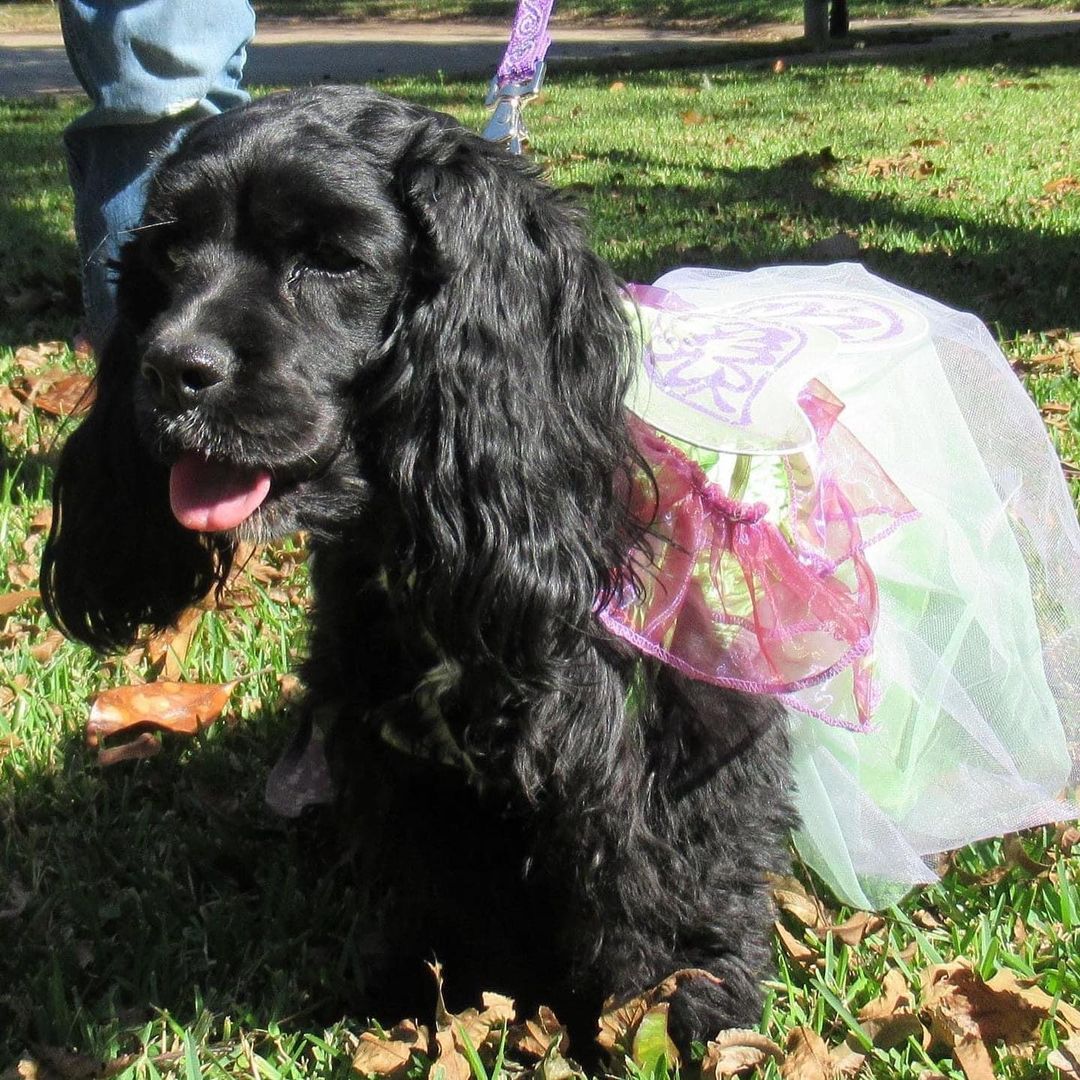 No tricks, just treats, when it comes to the CockerKids® alumni and fosters during Howl-O-Ween. The smiles are free!

Happy Howl-O-Ween!

.
.
.
.
. 
.
.
<a target='_blank' href='https://www.instagram.com/explore/tags/petsgram/'>#petsgram</a> <a target='_blank' href='https://www.instagram.com/explore/tags/puppylove/'>#puppylove</a> <a target='_blank' href='https://www.instagram.com/explore/tags/csreasttexas/'>#csreasttexas</a> <a target='_blank' href='https://www.instagram.com/explore/tags/texasrescue/'>#texasrescue</a> <a target='_blank' href='https://www.instagram.com/explore/tags/cockerkids/'>#cockerkids</a> <a target='_blank' href='https://www.instagram.com/explore/tags/cockerinn/'>#cockerinn</a> <a target='_blank' href='https://www.instagram.com/explore/tags/texasrescuedogs/'>#texasrescuedogs</a> <a target='_blank' href='https://www.instagram.com/explore/tags/cockerspaniel/'>#cockerspaniel</a> <a target='_blank' href='https://www.instagram.com/explore/tags/foster/'>#foster</a> <a target='_blank' href='https://www.instagram.com/explore/tags/rescuedog/'>#rescuedog</a> <a target='_blank' href='https://www.instagram.com/explore/tags/adoptdontshop/'>#adoptdontshop</a> <a target='_blank' href='https://www.instagram.com/explore/tags/adoptedismyfavoritebreed/'>#adoptedismyfavoritebreed</a> <a target='_blank' href='https://www.instagram.com/explore/tags/texascockerspaniel/'>#texascockerspaniel</a> <a target='_blank' href='https://www.instagram.com/explore/tags/texasdog/'>#texasdog</a> <a target='_blank' href='https://www.instagram.com/explore/tags/ilovecockerspaniels/'>#ilovecockerspaniels</a> <a target='_blank' href='https://www.instagram.com/explore/tags/spanielsofinstagram/'>#spanielsofinstagram</a> <a target='_blank' href='https://www.instagram.com/explore/tags/opttoadopt/'>#opttoadopt</a> <a target='_blank' href='https://www.instagram.com/explore/tags/opttoadopthouston/'>#opttoadopthouston</a> <a target='_blank' href='https://www.instagram.com/explore/tags/adoptafurryfriendinneed/'>#adoptafurryfriendinneed</a>