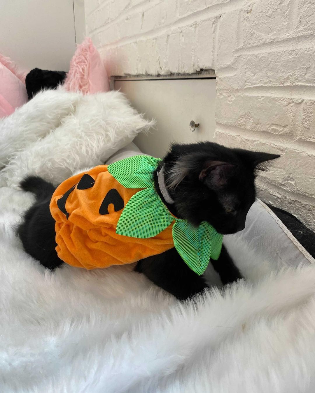 Happy Halloween from our <a target='_blank' href='https://www.instagram.com/explore/tags/adoptable/'>#adoptable</a> cats and dogs! <a target='_blank' href='https://www.instagram.com/explore/tags/adoptdontshop/'>#adoptdontshop</a> <a target='_blank' href='https://www.instagram.com/explore/tags/happyhalloween/'>#happyhalloween</a> <a target='_blank' href='https://www.instagram.com/explore/tags/spookyseason/'>#spookyseason</a> <a target='_blank' href='https://www.instagram.com/explore/tags/catsofinstagram/'>#catsofinstagram</a> <a target='_blank' href='https://www.instagram.com/explore/tags/dogsofinstagram/'>#dogsofinstagram</a>