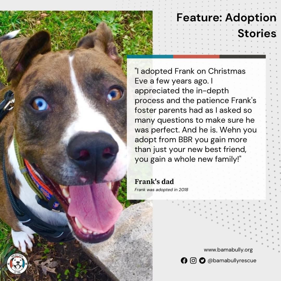 Feature series: adoption stories! 
BBR alum, Frank, is often a cover model for us. He loves to pose for pics and is so loved by his dad.
To find your new best friend visit our website!