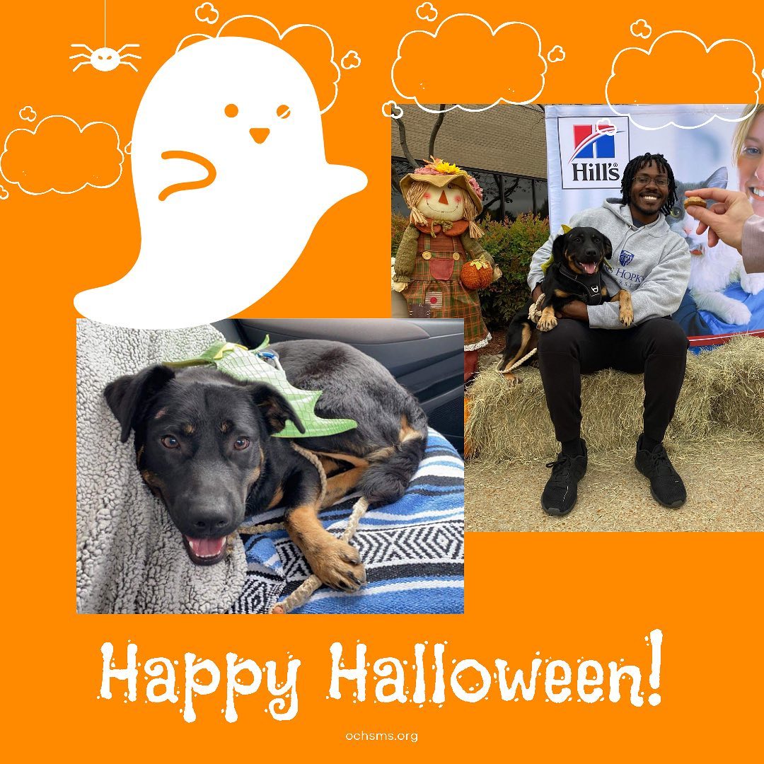 👻🎃HAPPY HALLOWEEN🎃👻

The OCHS Staff, Volunteers, Friends, and Residents want to wish everyone a safe, spooky, spectacular, and happy Halloween! 

Pictured below is one of our residents, Choctaw, who participated in the Vet School’s Halloween 5K yesterday! This run, sponsored by @hillspet , supported MSU Vet School’s Homeward Bound program! This program, much like the <a target='_blank' href='https://www.instagram.com/explore/tags/OCHSExpress/'>#OCHSExpress</a>, helps move dogs from MS to other regions of the country to help them find safe, happy, furrever homes! We’re so happy to offer our support such a wonderful program and thankful that some of our pups were able to get out of the shelter and stretch their legs for such a good cause! 

* For more on MSState VetMed Homeward Bound, see: https://www.vetmed.msstate.edu/outreach/community-engagement/service/homeward-bound
* For more on the OCHS Express, see: www.ochsms.org 

<a target='_blank' href='https://www.instagram.com/explore/tags/begooddogood/'>#begooddogood</a> <a target='_blank' href='https://www.instagram.com/explore/tags/homewardboundms/'>#homewardboundms</a> <a target='_blank' href='https://www.instagram.com/explore/tags/vetmed/'>#vetmed</a> <a target='_blank' href='https://www.instagram.com/explore/tags/vetrinarymedicine/'>#vetrinarymedicine</a> <a target='_blank' href='https://www.instagram.com/explore/tags/outreach/'>#outreach</a> <a target='_blank' href='https://www.instagram.com/explore/tags/myfavoritebreedisrescued/'>#myfavoritebreedisrescued</a> <a target='_blank' href='https://www.instagram.com/explore/tags/sheleterdogs/'>#sheleterdogs</a> <a target='_blank' href='https://www.instagram.com/explore/tags/dogsofinstagram/'>#dogsofinstagram</a> <a target='_blank' href='https://www.instagram.com/explore/tags/rescuedogs/'>#rescuedogs</a> <a target='_blank' href='https://www.instagram.com/explore/tags/adoptashelterdog/'>#adoptashelterdog</a> <a target='_blank' href='https://www.instagram.com/explore/tags/ochs/'>#ochs</a> <a target='_blank' href='https://www.instagram.com/explore/tags/adoptdontshop/'>#adoptdontshop</a> <a target='_blank' href='https://www.instagram.com/explore/tags/animalrescue/'>#animalrescue</a> <a target='_blank' href='https://www.instagram.com/explore/tags/spayandneuter/'>#spayandneuter</a> <a target='_blank' href='https://www.instagram.com/explore/tags/adoptables/'>#adoptables</a> <a target='_blank' href='https://www.instagram.com/explore/tags/humanesociety/'>#humanesociety</a> <a target='_blank' href='https://www.instagram.com/explore/tags/animalwelfare/'>#animalwelfare</a> <a target='_blank' href='https://www.instagram.com/explore/tags/whywerescue/'>#whywerescue</a> <a target='_blank' href='https://www.instagram.com/explore/tags/adoptezmoi/'>#adoptezmoi</a> <a target='_blank' href='https://www.instagram.com/explore/tags/adoptme/'>#adoptme</a> <a target='_blank' href='https://www.instagram.com/explore/tags/starkvillems/'>#starkvillems</a> <a target='_blank' href='https://www.instagram.com/explore/tags/mspets/'>#mspets</a> <a target='_blank' href='https://www.instagram.com/explore/tags/petsofinstagram/'>#petsofinstagram</a> <a target='_blank' href='https://www.instagram.com/explore/tags/rescuelove/'>#rescuelove</a>