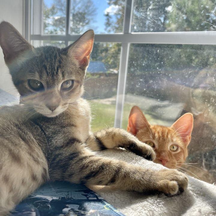 Meet the Lyon kids (Mochi, Loki & Feona) at KittenPalooza this weekend at @catnipcatcafe

https://www.petfinder.com/cat/mochi-lyon-53329118/va/norfolk/feral-affairs-network-va799/

😻<a target='_blank' href='https://www.instagram.com/explore/tags/adoptFAN/'>#adoptFAN</a>
Visit: https://feralaffairs.petfinder.com
 
<a target='_blank' href='https://www.instagram.com/explore/tags/communitycats/'>#communitycats</a>
<a target='_blank' href='https://www.instagram.com/explore/tags/TNR/'>#TNR</a> <a target='_blank' href='https://www.instagram.com/explore/tags/TNRworks/'>#TNRworks</a>
<a target='_blank' href='https://www.instagram.com/explore/tags/FeralAffairsNetwork/'>#FeralAffairsNetwork</a>
<a target='_blank' href='https://www.instagram.com/explore/tags/kittens/'>#kittens</a> <a target='_blank' href='https://www.instagram.com/explore/tags/cats/'>#cats</a> 
<a target='_blank' href='https://www.instagram.com/explore/tags/fosteringsaveslives/'>#fosteringsaveslives</a>
<a target='_blank' href='https://www.instagram.com/explore/tags/TrapNeuterReturn/'>#TrapNeuterReturn</a>
<a target='_blank' href='https://www.instagram.com/explore/tags/TrapNeuterReturnMaintain/'>#TrapNeuterReturnMaintain</a>
<a target='_blank' href='https://www.instagram.com/explore/tags/TeamFAN/'>#TeamFAN</a>

🙌<a target='_blank' href='https://www.instagram.com/explore/tags/supportFAN/'>#supportFAN</a>
https://www.paypal.me/feralaffairs