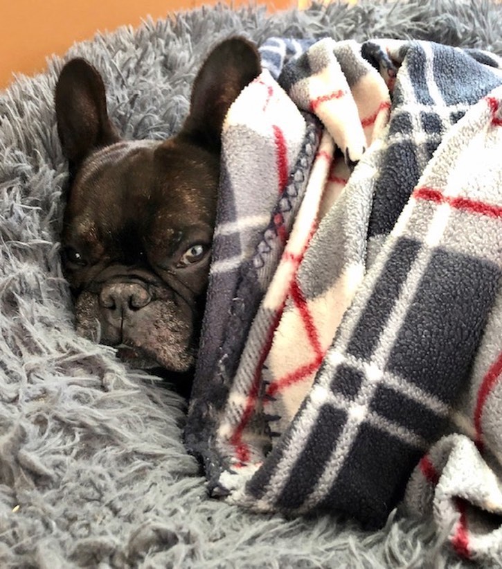 MISTER FERRIS is ready to find his forever home. Super handsome 8yo <a target='_blank' href='https://www.instagram.com/explore/tags/frenchbulldog/'>#frenchbulldog</a>. He gets a little over-stimulated sometimes so we recommend a home without young children. To inquire more, or set up a meeting, pls fill in an adoption application on our website.
—
Thank you @rea_fosters for fostering.
<a target='_blank' href='https://www.instagram.com/explore/tags/adoptdontshop/'>#adoptdontshop</a> <a target='_blank' href='https://www.instagram.com/explore/tags/dogrescue/'>#dogrescue</a> <a target='_blank' href='https://www.instagram.com/explore/tags/rescuedog/'>#rescuedog</a> <a target='_blank' href='https://www.instagram.com/explore/tags/handsome/'>#handsome</a> <a target='_blank' href='https://www.instagram.com/explore/tags/dog/'>#dog</a> <a target='_blank' href='https://www.instagram.com/explore/tags/dogsofinstagram/'>#dogsofinstagram</a> <a target='_blank' href='https://www.instagram.com/explore/tags/losangelesdogrescue/'>#losangelesdogrescue</a> <a target='_blank' href='https://www.instagram.com/explore/tags/dogsofLA/'>#dogsofLA</a> <a target='_blank' href='https://www.instagram.com/explore/tags/rescuedogsrule/'>#rescuedogsrule</a>