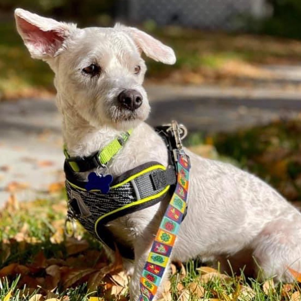 This super sweet and photogenic guy is Scruffy. Scruffy is a neutered, 2 year old, Westie mix, about 16lbs. His hair is beginning to grow back after being shaved due to being heavily matted. Scruffy has taken a few days to open up and is still a little hesitant, but loves attention and sitting in your lap. He loves to sun bathe outside and roll around in the grass. Scruffy has started playing with toys and showing his playful side. He does well with other dogs, but has not been tested with cats or kids. He is hesitant when being picked up, but once in your arms, he loves the attention. Scruffy loves to follow his foster parents around the house and lay in his dog bed near them. During the night, Scruffy has been sleeping in his kennel and doing great! He has only had one accident in the house during the day, but likely due to it being a new environment as it seems he knows to go potty outside. Scruffy is getting used to walking on a leash and loves to smell and observe his new surroundings. Overall, Scruffy is a huge cuddle bug who loves attention once he warms up to you. Scruffy would love a fenced in yard and humans who aren’t gone long hours. If you’re interested in meeting Scruffy, complete our meet and greet application at https://www.corgisandfriends.com/forms as the first step. We require the application, home and reference check, and meet with everyone in the home. He’s also utd on vaccs, HW- and chipped. Sruffy’s adoption fee is $400 and we are not doing any out of state adoptions. <a target='_blank' href='https://www.instagram.com/explore/tags/fosteringsaveslives/'>#fosteringsaveslives</a> 
.
.
.
.
<a target='_blank' href='https://www.instagram.com/explore/tags/westie/'>#westie</a> <a target='_blank' href='https://www.instagram.com/explore/tags/westiesofinstagram/'>#westiesofinstagram</a> <a target='_blank' href='https://www.instagram.com/explore/tags/muttsofinstagram/'>#muttsofinstagram</a> <a target='_blank' href='https://www.instagram.com/explore/tags/dog/'>#dog</a> <a target='_blank' href='https://www.instagram.com/explore/tags/dogsofinstagram/'>#dogsofinstagram</a> <a target='_blank' href='https://www.instagram.com/explore/tags/dogs/'>#dogs</a> <a target='_blank' href='https://www.instagram.com/explore/tags/doglife/'>#doglife</a> <a target='_blank' href='https://www.instagram.com/explore/tags/doglover/'>#doglover</a> <a target='_blank' href='https://www.instagram.com/explore/tags/adoptdontshop/'>#adoptdontshop</a> <a target='_blank' href='https://www.instagram.com/explore/tags/adorable/'>#adorable</a> <a target='_blank' href='https://www.instagram.com/explore/tags/woof/'>#woof</a> <a target='_blank' href='https://www.instagram.com/explore/tags/pet/'>#pet</a> <a target='_blank' href='https://www.instagram.com/explore/tags/pets/'>#pets</a> <a target='_blank' href='https://www.instagram.com/explore/tags/petsagram/'>#petsagram</a> <a target='_blank' href='https://www.instagram.com/explore/tags/petsofinstagram/'>#petsofinstagram</a> <a target='_blank' href='https://www.instagram.com/explore/tags/dogoftheday/'>#dogoftheday</a> <a target='_blank' href='https://www.instagram.com/explore/tags/smile/'>#smile</a> <a target='_blank' href='https://www.instagram.com/explore/tags/coloradodogs/'>#coloradodogs</a> <a target='_blank' href='https://www.instagram.com/explore/tags/rescuedog/'>#rescuedog</a> <a target='_blank' href='https://www.instagram.com/explore/tags/rescuedogsofinstagram/'>#rescuedogsofinstagram</a> <a target='_blank' href='https://www.instagram.com/explore/tags/rescuedismyfavoritebreed/'>#rescuedismyfavoritebreed</a>  <a target='_blank' href='https://www.instagram.com/explore/tags/puppiesofinstagram/'>#puppiesofinstagram</a> <a target='_blank' href='https://www.instagram.com/explore/tags/puppy/'>#puppy</a> <a target='_blank' href='https://www.instagram.com/explore/tags/puppylove/'>#puppylove</a>  <a target='_blank' href='https://www.instagram.com/explore/tags/dogmodel/'>#dogmodel</a> <a target='_blank' href='https://www.instagram.com/explore/tags/littledog/'>#littledog</a>