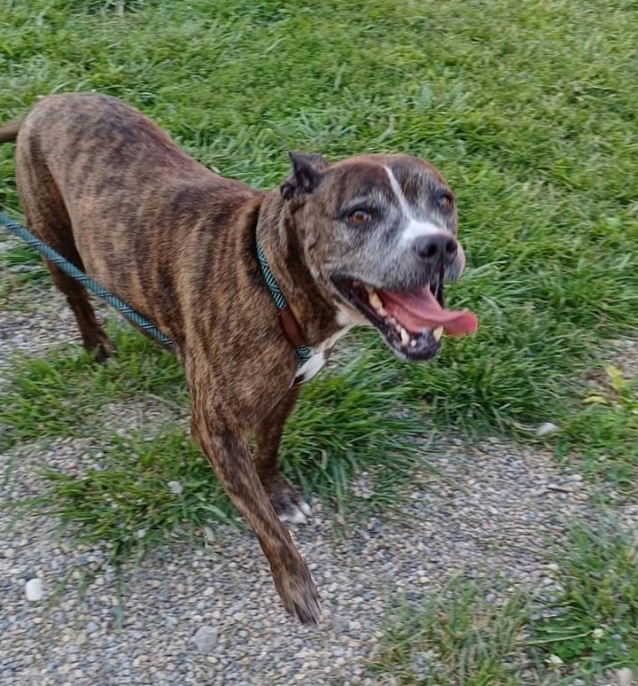 ATTENTION SENIOR LOVERS!!!!!

Gorgeous Looney is an 9 1/2 yr old Boxer mix who is such a SWEET girl!!! Looney loves belly rubs and giving kisses. Looney needs a quiet home without a lot of activity. She would make a wonderful COMPANION dog, not a family dog. Looney is ok with other dogs after a proper introduction. Unfortunately, we do not know how she is with cats. If you are looking for an older girl with experience to be your companion, Looney is your girl!!!