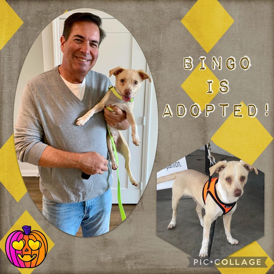 Bingo was adopted by Mark this last week, and he has settled into his forever home! Congrats and happy tails to all!
.
.
.
.

<a target='_blank' href='https://www.instagram.com/explore/tags/rescue/'>#rescue</a> <a target='_blank' href='https://www.instagram.com/explore/tags/rescuedogs/'>#rescuedogs</a> <a target='_blank' href='https://www.instagram.com/explore/tags/savealife/'>#savealife</a> <a target='_blank' href='https://www.instagram.com/explore/tags/adoptdontshop/'>#adoptdontshop</a> <a target='_blank' href='https://www.instagram.com/explore/tags/newbeginningsforanimals/'>#newbeginningsforanimals</a> <a target='_blank' href='https://www.instagram.com/explore/tags/NBFA/'>#NBFA</a> <a target='_blank' href='https://www.instagram.com/explore/tags/orangecountyrescues/'>#orangecountyrescues</a> <a target='_blank' href='https://www.instagram.com/explore/tags/southerncalifornia/'>#southerncalifornia</a> <a target='_blank' href='https://www.instagram.com/explore/tags/alisoviejo/'>#alisoviejo</a> <a target='_blank' href='https://www.instagram.com/explore/tags/adopt/'>#adopt</a> <a target='_blank' href='https://www.instagram.com/explore/tags/adoption/'>#adoption</a> <a target='_blank' href='https://www.instagram.com/explore/tags/pets/'>#pets</a> <a target='_blank' href='https://www.instagram.com/explore/tags/dog/'>#dog</a> <a target='_blank' href='https://www.instagram.com/explore/tags/missionviejo/'>#missionviejo</a> <a target='_blank' href='https://www.instagram.com/explore/tags/rescuedogsofinstagram/'>#rescuedogsofinstagram</a> <a target='_blank' href='https://www.instagram.com/explore/tags/nonprofit/'>#nonprofit</a> <a target='_blank' href='https://www.instagram.com/explore/tags/rescueismyfavoritebreed/'>#rescueismyfavoritebreed</a> <a target='_blank' href='https://www.instagram.com/explore/tags/petsmartcharaties/'>#petsmartcharaties</a> <a target='_blank' href='https://www.instagram.com/explore/tags/rescuedogsrule/'>#rescuedogsrule</a> <a target='_blank' href='https://www.instagram.com/explore/tags/theonesinneedarethebestbreed/'>#theonesinneedarethebestbreed</a> <a target='_blank' href='https://www.instagram.com/explore/tags/picme/'>#picme</a> <a target='_blank' href='https://www.instagram.com/explore/tags/iadopted/'>#iadopted</a> <a target='_blank' href='https://www.instagram.com/explore/tags/successstory/'>#successstory</a> <a target='_blank' href='https://www.instagram.com/explore/tags/happilyeverafter/'>#happilyeverafter</a> <a target='_blank' href='https://www.instagram.com/explore/tags/adoptionwins/'>#adoptionwins</a> <a target='_blank' href='https://www.instagram.com/explore/tags/happytails/'>#happytails</a> <a target='_blank' href='https://www.instagram.com/explore/tags/foreverhome/'>#foreverhome</a> <a target='_blank' href='https://www.instagram.com/explore/tags/fureverhome/'>#fureverhome</a> <a target='_blank' href='https://www.instagram.com/explore/tags/happilyfureverafter/'>#happilyfureverafter</a>