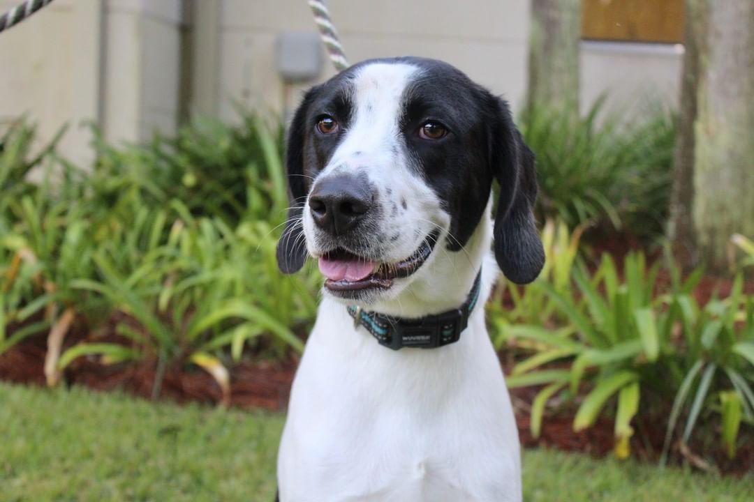 Love big dogs? ❤️ So do we! Maximus, Bowman, Webster, and Holstein are just a few of our large dogs waiting to meet you at the Humane Society of South Coastal Georgia. Visit them Tuesday-Friday from 11-4, or on Saturday by appointment only. to schedule an appointment, email humanesociety@hsscg.org.
www.HSSCG.org
-------------
<a target='_blank' href='https://www.instagram.com/explore/tags/stsimons/'>#stsimons</a> <a target='_blank' href='https://www.instagram.com/explore/tags/stsimonsisland/'>#stsimonsisland</a> <a target='_blank' href='https://www.instagram.com/explore/tags/seaisland/'>#seaisland</a> <a target='_blank' href='https://www.instagram.com/explore/tags/jekyllisland/'>#jekyllisland</a> <a target='_blank' href='https://www.instagram.com/explore/tags/brunswick/'>#brunswick</a> <a target='_blank' href='https://www.instagram.com/explore/tags/goldenisles/'>#goldenisles</a> <a target='_blank' href='https://www.instagram.com/explore/tags/jacksonville/'>#jacksonville</a> <a target='_blank' href='https://www.instagram.com/explore/tags/savannah/'>#savannah</a> <a target='_blank' href='https://www.instagram.com/explore/tags/humane/'>#humane</a> <a target='_blank' href='https://www.instagram.com/explore/tags/adoptdontshop/'>#adoptdontshop</a> <a target='_blank' href='https://www.instagram.com/explore/tags/adopt/'>#adopt</a> <a target='_blank' href='https://www.instagram.com/explore/tags/dogs/'>#dogs</a> <a target='_blank' href='https://www.instagram.com/explore/tags/dogsofinstagram/'>#dogsofinstagram</a> <a target='_blank' href='https://www.instagram.com/explore/tags/rescuedog/'>#rescuedog</a> <a target='_blank' href='https://www.instagram.com/explore/tags/animalshelter/'>#animalshelter</a> <a target='_blank' href='https://www.instagram.com/explore/tags/hsscg/'>#hsscg</a>