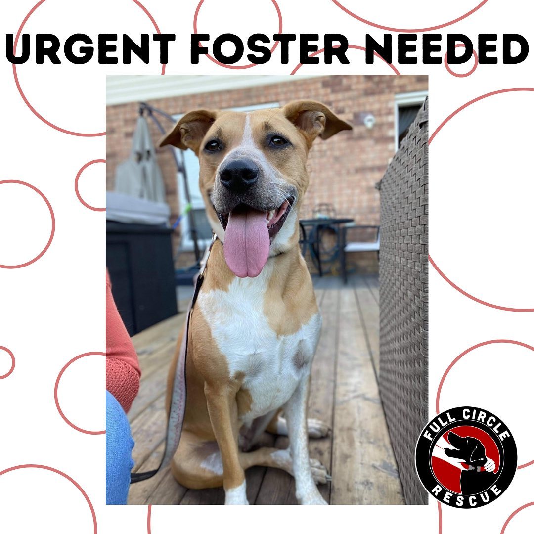 ⭐️ADOPTED⭐️

⭐️FOUND⭐️
🔴URGENT FOSTER NEEDED!!🔴 

🔺MUST BE A PET FREE HOME🔺

Sweet Bessie is looking for a foster home! She loves people!🐾🐶

🔴To apply visit fullcirclerescue.ca🔴

Bessie🔺45lbs🔺Cattle dog lab x🔺1 .5 year old🔺F 

Blissful Bessie is a cuddle bug! Bessie is very people friendly and always seeks affection. She is a sweet girl who would love a yard to run in. She is not an excessive barker but will warn you when someone’s at the door - she will quiet down when told.  Bessie is great inside the house and is both potty and crate trained!

Bessie is looking for a home in a quiet neighborhood (suburban or rural) and with a yard to call her own. Bessie is great on leash, not much of a puller but can be reactive to dogs, cats and small prey on walks. Bessie can also get extremely focused on something and needs help to redirect. Bessie would do well with a family that will help her with her training and she should be the only dog. She would love a home where she can learn new things and have structure, rules & boundaries especially when going for walks.

🔸Bessie is a cuddle bug and loves to be loved when she has had enough she will go to her bed. But will put her head on your lap and nudge until you give her love. Bessie is attentive and mostly well behaved she loves to explore the property from one end to another.🔸