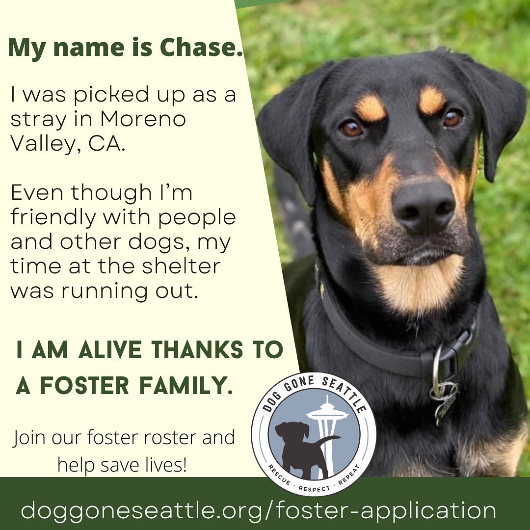 We cannot accept more dogs right now.  We are full and foster homes are not available.  So for now, we must say no: No to high kill shelter pulls, no to rescue transfers, no to owner surrenders. We hate saying no. Help us say yes and save lives by joining our foster team today: www.doggoneseattle.org/foster-application. <a target='_blank' href='https://www.instagram.com/explore/tags/fosteringsaveslives/'>#fosteringsaveslives</a>