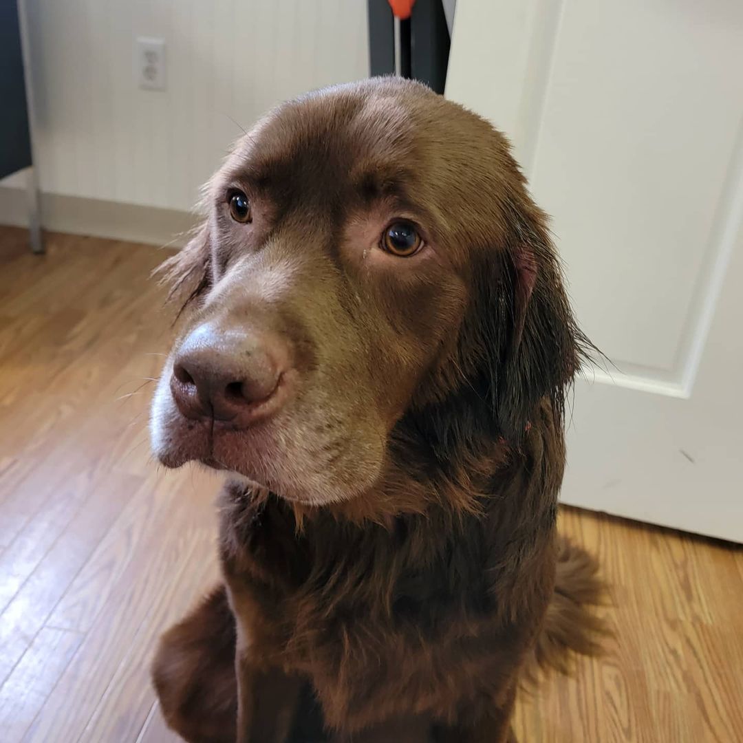 Do you recognize me?

This dog was found running on Lakshore rd by the corner of Lakeshore rd and Fisher rd. He was not wearing a collar. If you have any information about who this sweet boy belongs to please call the shelter at 810 657 8962.

<a target='_blank' href='https://www.instagram.com/explore/tags/lostdog/'>#lostdog</a> <a target='_blank' href='https://www.instagram.com/explore/tags/stclairmichigan/'>#stclairmichigan</a> <a target='_blank' href='https://www.instagram.com/explore/tags/sanilaccounty/'>#sanilaccounty</a>