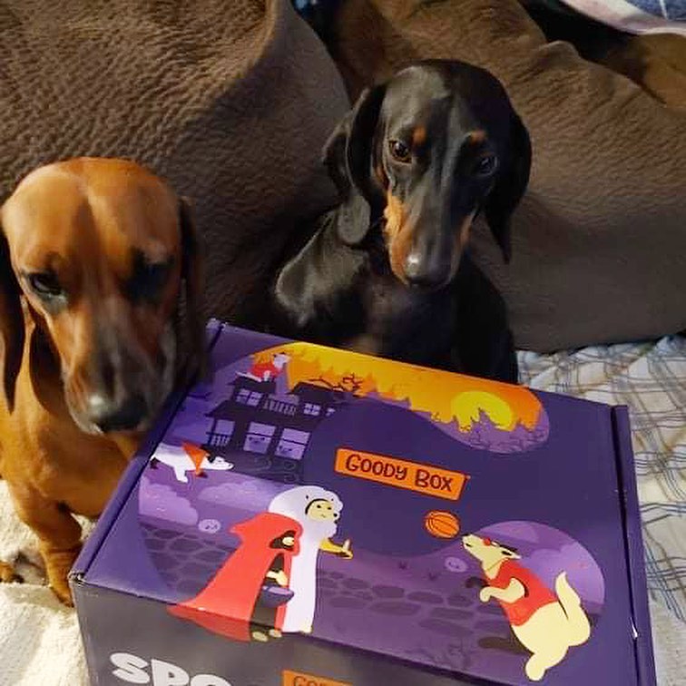 Can we open it already mom?!? 🤣

Jimmy Dean and Dudley, the crime fighting dachshund duo BATDOG and Robin got their wildcard prize this morning from @chewy just in time for Halloween!!! 👻🎃🐶

Enjoy boys! 
<a target='_blank' href='https://www.instagram.com/explore/tags/goodwill/'>#goodwill</a> <a target='_blank' href='https://www.instagram.com/explore/tags/wholesome/'>#wholesome</a> <a target='_blank' href='https://www.instagram.com/explore/tags/happyhalloweenie/'>#happyhalloweenie</a> <a target='_blank' href='https://www.instagram.com/explore/tags/gonetothedogs/'>#gonetothedogs</a> <a target='_blank' href='https://www.instagram.com/explore/tags/dachshundrescue/'>#dachshundrescue</a> <a target='_blank' href='https://www.instagram.com/explore/tags/adoptdontshop/'>#adoptdontshop</a> <a target='_blank' href='https://www.instagram.com/explore/tags/foragoodcause/'>#foragoodcause</a> <a target='_blank' href='https://www.instagram.com/explore/tags/blackandtandachshund/'>#blackandtandachshund</a> <a target='_blank' href='https://www.instagram.com/explore/tags/chewy/'>#chewy</a> <a target='_blank' href='https://www.instagram.com/explore/tags/doggybox/'>#doggybox</a> <a target='_blank' href='https://www.instagram.com/explore/tags/prizepac/'>#prizepac</a> <a target='_blank' href='https://www.instagram.com/explore/tags/brudders/'>#brudders</a> <a target='_blank' href='https://www.instagram.com/explore/tags/halloweenfundraiser/'>#halloweenfundraiser</a>
