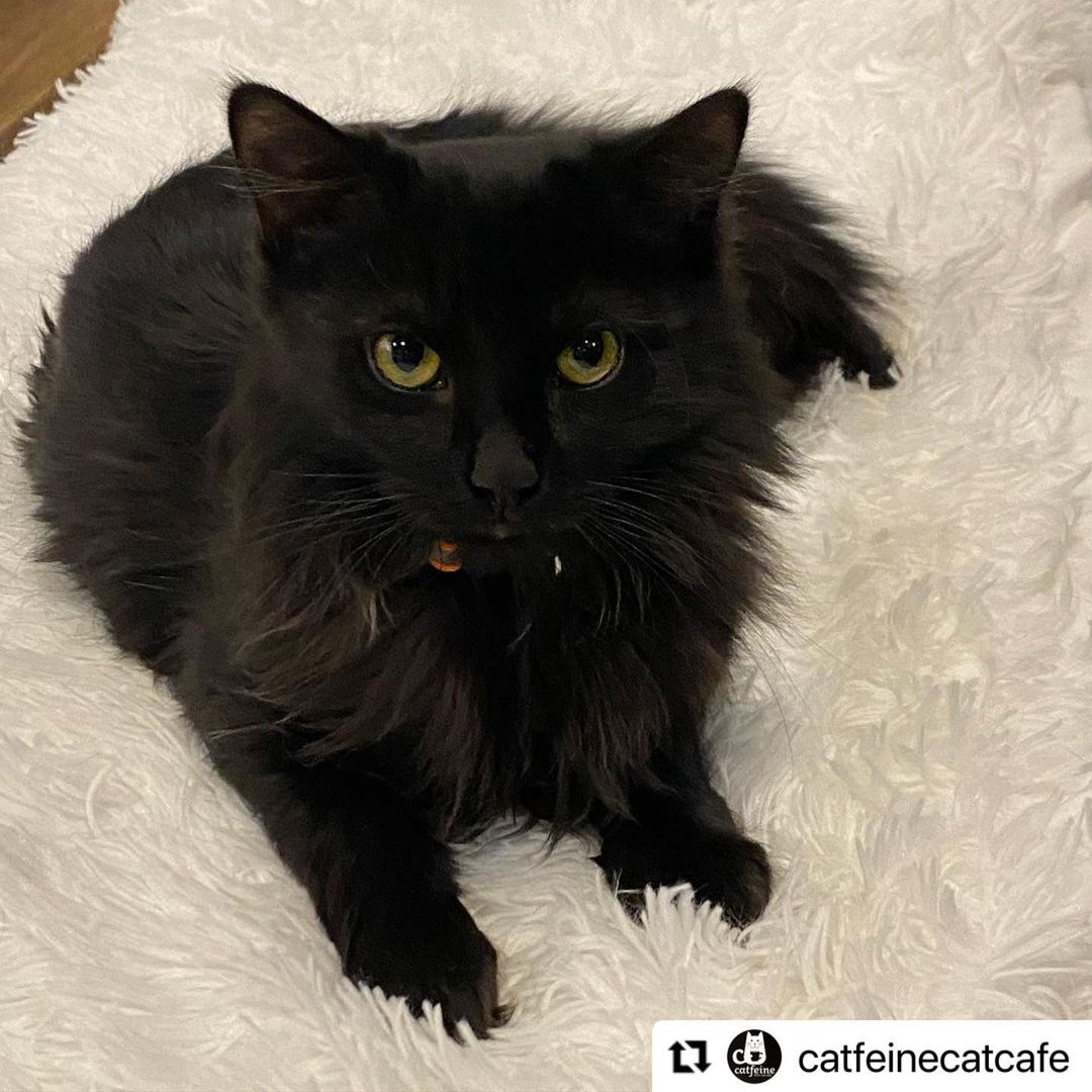 Our stunning boy Gambit is waiting for you at @catfeinecatcafe 
・・・
Gambit would like to let everyone know that EVERY day should be black cat appreciation day and he’s totally mad that I missed that this week.  Come help me make it up to him, Mystique, Bingo and Lilly!