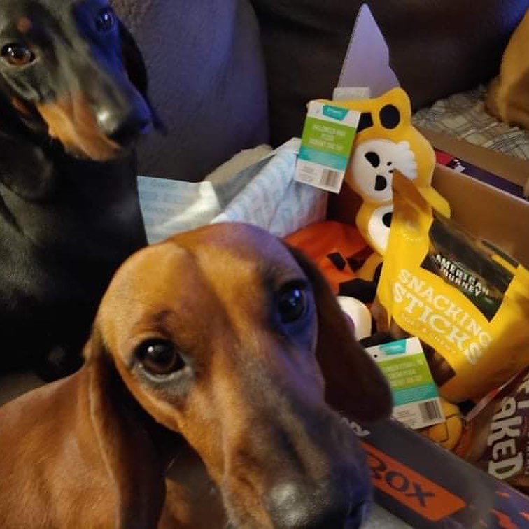 Can we open it already mom?!? 🤣

Jimmy Dean and Dudley, the crime fighting dachshund duo BATDOG and Robin got their wildcard prize this morning from @chewy just in time for Halloween!!! 👻🎃🐶

Enjoy boys! 
<a target='_blank' href='https://www.instagram.com/explore/tags/goodwill/'>#goodwill</a> <a target='_blank' href='https://www.instagram.com/explore/tags/wholesome/'>#wholesome</a> <a target='_blank' href='https://www.instagram.com/explore/tags/happyhalloweenie/'>#happyhalloweenie</a> <a target='_blank' href='https://www.instagram.com/explore/tags/gonetothedogs/'>#gonetothedogs</a> <a target='_blank' href='https://www.instagram.com/explore/tags/dachshundrescue/'>#dachshundrescue</a> <a target='_blank' href='https://www.instagram.com/explore/tags/adoptdontshop/'>#adoptdontshop</a> <a target='_blank' href='https://www.instagram.com/explore/tags/foragoodcause/'>#foragoodcause</a> <a target='_blank' href='https://www.instagram.com/explore/tags/blackandtandachshund/'>#blackandtandachshund</a> <a target='_blank' href='https://www.instagram.com/explore/tags/chewy/'>#chewy</a> <a target='_blank' href='https://www.instagram.com/explore/tags/doggybox/'>#doggybox</a> <a target='_blank' href='https://www.instagram.com/explore/tags/prizepac/'>#prizepac</a> <a target='_blank' href='https://www.instagram.com/explore/tags/brudders/'>#brudders</a> <a target='_blank' href='https://www.instagram.com/explore/tags/halloweenfundraiser/'>#halloweenfundraiser</a>