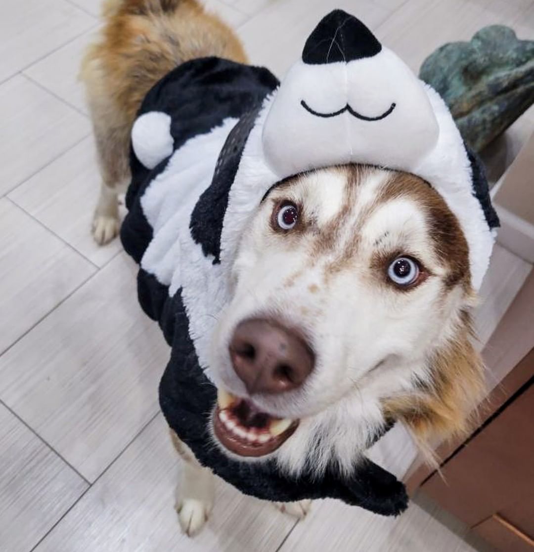 🕸🖤🎃👻 SPOOKY PUP OF THE DAY 👻🎃🖤🕸

First of all, Rocky is HOME SAFE with his foster!! YAY!

We had taken these pics when he arrived last weekend but it didn't feel right to post them until he was back safely with us 🖤

Rocky is a red panda for Halloween this year! He comes to us from the high kill shelter in Clovis, NM - pups in their shelter are given only 5 days before euthanasia. We were thankfully able to pull him when things got down to the wire. He is estimated 3-5yrs old and is overall a really good boy, friendly with humans and playful with other dogs. He clearly does have some will to escape as he was able to tunnel under his foster's fence within a few days, so recommend caution and supervision as he adjusts. 

He got a bath when he first arrived here and did great - we had to get pretty up close and personal since he was so dirty, but he showed no aggression at all. He is medium/high energy and seems to know some commands and is very attentive and excited for treats. He has a ton of potential for the right adopter! He still needs to be neutered and have basic diagnostic tests done to rule out common health issues. Once this is done he will be ready to go to his forever home - we can place him with the right adopter in a foster-to-adopt home ASAP, provided the adopter is able to work with us for medical appointment scheduling! 

Apply here, or wait for his official ready-to-adopt post in the near future!

<a target='_blank' href='https://www.instagram.com/explore/tags/husky/'>#husky</a> <a target='_blank' href='https://www.instagram.com/explore/tags/panda/'>#panda</a> <a target='_blank' href='https://www.instagram.com/explore/tags/red/'>#red</a> <a target='_blank' href='https://www.instagram.com/explore/tags/redhusky/'>#redhusky</a> <a target='_blank' href='https://www.instagram.com/explore/tags/siberianhusky/'>#siberianhusky</a> <a target='_blank' href='https://www.instagram.com/explore/tags/azhusky/'>#azhusky</a> <a target='_blank' href='https://www.instagram.com/explore/tags/arizonahusky/'>#arizonahusky</a> <a target='_blank' href='https://www.instagram.com/explore/tags/azhuskyrescue/'>#azhuskyrescue</a> <a target='_blank' href='https://www.instagram.com/explore/tags/rescue/'>#rescue</a> <a target='_blank' href='https://www.instagram.com/explore/tags/huskyrescue/'>#huskyrescue</a> <a target='_blank' href='https://www.instagram.com/explore/tags/huskiesofinstagram/'>#huskiesofinstagram</a> <a target='_blank' href='https://www.instagram.com/explore/tags/rescuedog/'>#rescuedog</a> <a target='_blank' href='https://www.instagram.com/explore/tags/dogsincostume/'>#dogsincostume</a> <a target='_blank' href='https://www.instagram.com/explore/tags/halloweendogs/'>#halloweendogs</a> <a target='_blank' href='https://www.instagram.com/explore/tags/trickortreat/'>#trickortreat</a> <a target='_blank' href='https://www.instagram.com/explore/tags/adoptme/'>#adoptme</a> <a target='_blank' href='https://www.instagram.com/explore/tags/adoptdontshop/'>#adoptdontshop</a>