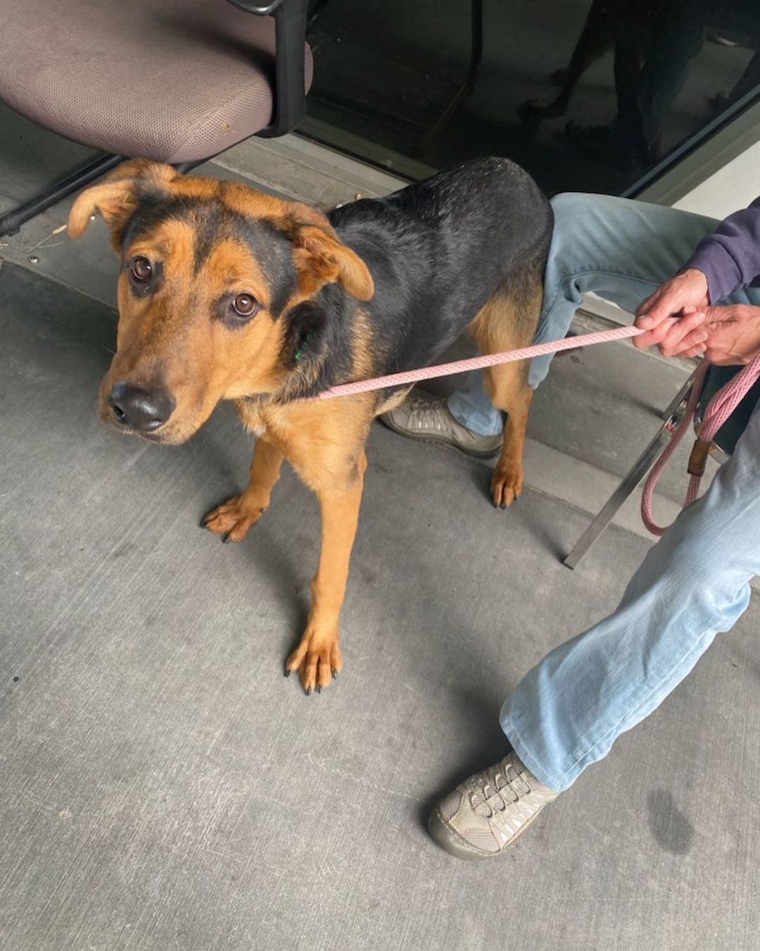 Welcome Marco & Melodie ♥️ these two honeys were surrendered to the @southla_animalshelter by their respective owners. We don’t know why, but they are incredible dogs. We’ll spiff them up & find good people worthy of their love. Promise. <a target='_blank' href='https://www.instagram.com/explore/tags/subarudogs/'>#subarudogs</a> <a target='_blank' href='https://www.instagram.com/explore/tags/adopt/'>#adopt</a> <a target='_blank' href='https://www.instagram.com/explore/tags/rescue/'>#rescue</a> <a target='_blank' href='https://www.instagram.com/explore/tags/shelterdogsofinstagram/'>#shelterdogsofinstagram</a> <a target='_blank' href='https://www.instagram.com/explore/tags/gonetothedogsrescue/'>#gonetothedogsrescue</a> <a target='_blank' href='https://www.instagram.com/explore/tags/subarupacific/'>#subarupacific</a> <a target='_blank' href='https://www.instagram.com/explore/tags/lovepromise/'>#lovepromise</a> <a target='_blank' href='https://www.instagram.com/explore/tags/makeadogsday/'>#makeadogsday</a> <a target='_blank' href='https://www.instagram.com/explore/tags/theunderdogs/'>#theunderdogs</a>