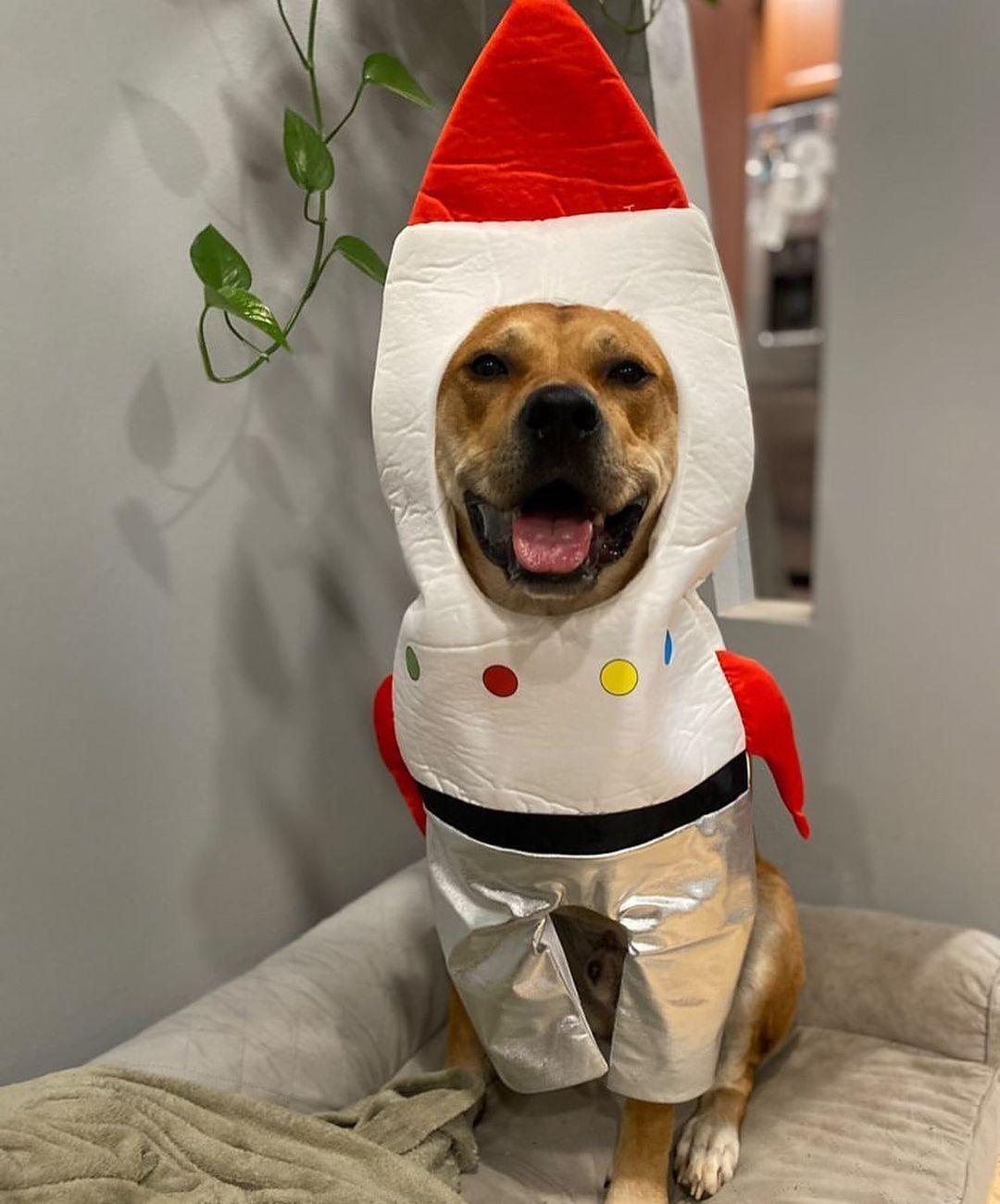 Happy Halloween! Just a few of our <a target='_blank' href='https://www.instagram.com/explore/tags/adopted/'>#adopted</a> rescues in their Halloween costumes! 🎃