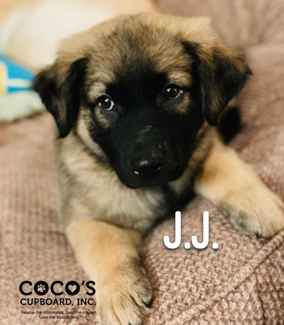 He says it is Dynamite 🧨!!! 9 week old shepherd mix. If you would like to learn more about Coco’s Cupboard, please visit our website: www.cocoscupboardinc.org

To fill out an application on a dog, please go to: https://www.shelterluv.com/matchme/adopt/COCO/Dog