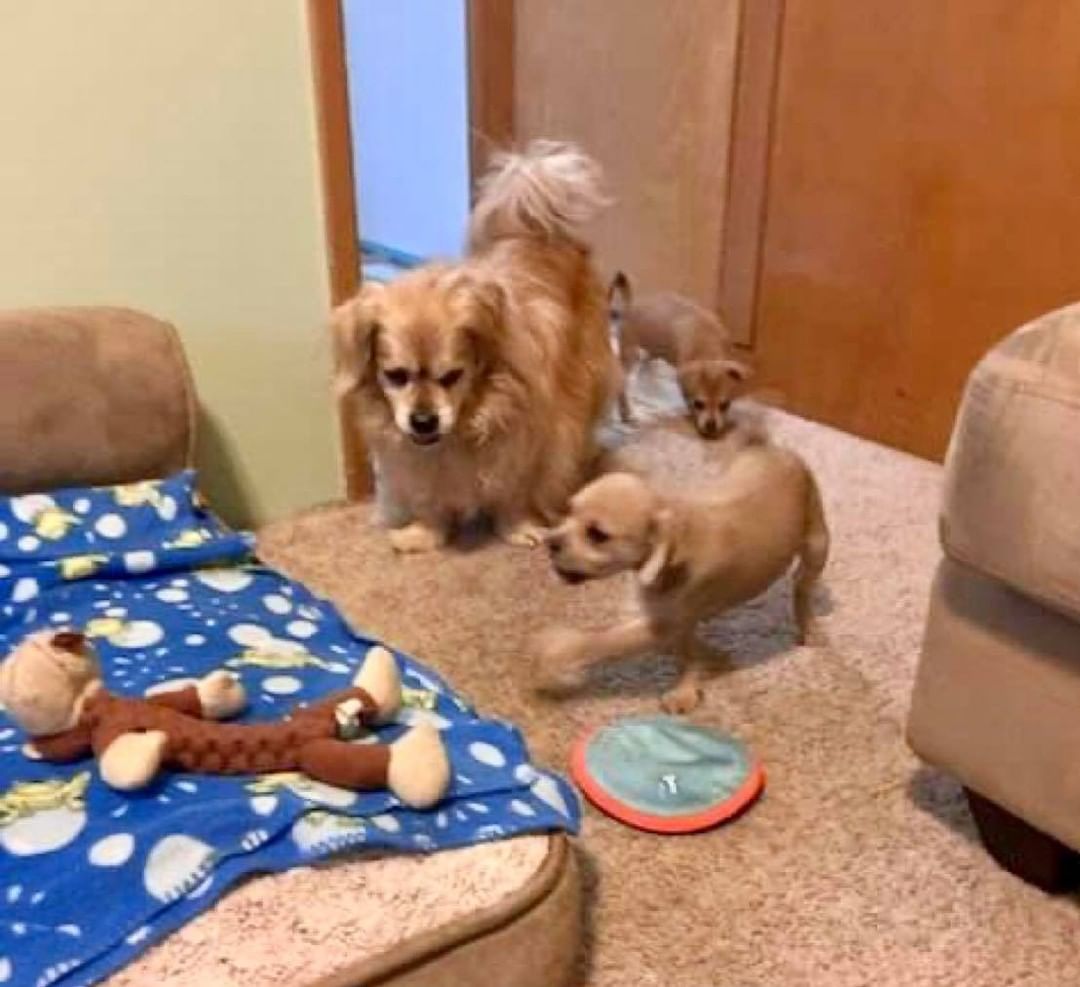 ADOPTION NEWS:  Merle and Haggard have been adopted and have the sweetest new big brother showing them the ropes.

We have a couple more greets this weekend and then we will reach out to some more folks who applied.

Congrats, Merle, Haggard, and Mojo!!