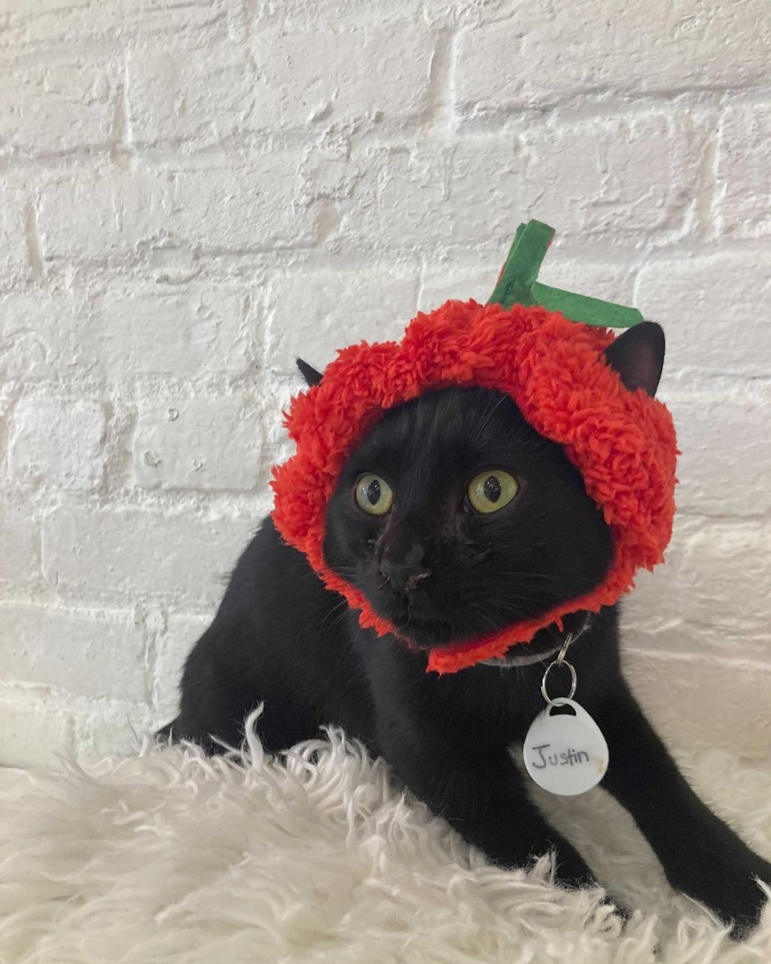 Happy Halloween from our <a target='_blank' href='https://www.instagram.com/explore/tags/adoptable/'>#adoptable</a> cats and dogs! <a target='_blank' href='https://www.instagram.com/explore/tags/adoptdontshop/'>#adoptdontshop</a> <a target='_blank' href='https://www.instagram.com/explore/tags/happyhalloween/'>#happyhalloween</a> <a target='_blank' href='https://www.instagram.com/explore/tags/spookyseason/'>#spookyseason</a> <a target='_blank' href='https://www.instagram.com/explore/tags/catsofinstagram/'>#catsofinstagram</a> <a target='_blank' href='https://www.instagram.com/explore/tags/dogsofinstagram/'>#dogsofinstagram</a>