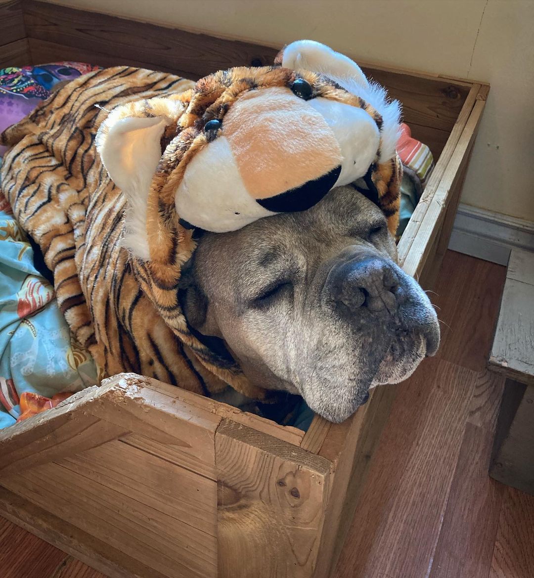 Someone had a lil too much Halloween fun and passed out in their costume.🙈😂 Night friends! ✌🏼💤 <a target='_blank' href='https://www.instagram.com/explore/tags/nwdpseniorsanctuary/'>#nwdpseniorsanctuary</a>