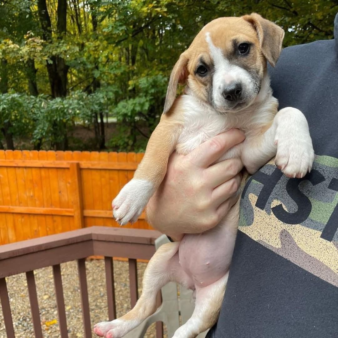 🐾🐿🦍🦀 THE ANIMAL CROSSING LITTER! 

Meet: Tommy, Mable, Whisp, Sable, Serena, and Timmy! 
Breed: Hound/Terrier Mix
Birthdate: 9/1/21
Expected Size: 45-55lbs

❤️‍🔥 While this litter was slow to warm up (they were born in a shelter), they have really come out of their shell the past couple of weeks as they’ve enjoyed the calm, relaxing environment of their foster family. They have been getting proper nutrition, lots of interaction and exercise, and of course, tons of pets and cuddles.

🐾 Each pup is unique in their own way, but they all share the same playful, loving, go-lucky attitude. They enjoy spending their days bouncing around the backyard, rustling through the leaves, and of course…napping in a warm lap! 

🐾 They have already begun potty-training, sleeping through the night, and have a solid headstart on learning the “Basic of Puppy Training” as their fosters work consistently across the family to show and teach them expectations of being a family dog. These pups aren’t perfect, but they are pretty close to it!

Now that they’ve had time to acclimate to family life, it is time to begin their search for their own forever family. If you are ready to commit to forever with one of these furry babies, please submit an application and make sure to mention “Animal Crossing Litter”. Once you’ve rubbed their pudgy little bellies, you’ll know you’ve found your newest family member!

If you are interested in adopting one of these pups, please head to www.pettalesrescue.com and fill out an application ✍🏼