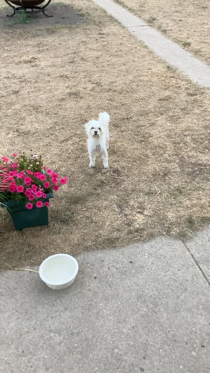 These two amazing girls have been with us since March!  Please share and let’s get them into an adoptive home by Thanksgiving! We’ve even dropped their adoption fee by $100! 

Kizzy and Kenya are a mother/daughter pair that must be adopted together.  They are 14 and 8 years old, Maltipoo mixes.  As you can see they are still very energetic fun little dogs.  Don’t let their ages fool you. They  still have energy to do just about anything OR they like to cuddle up next to you while you Netflix and chill!  They love going for walks, hanging out in the backyard or going for car rides. 

Kizzy is 1/2 maltese and 1/2 poodle.  Kenya is 3/4 Maltese and 1/4 poodle. 

Both get along with dogs of all sizes and teenagers.  Both are house trained and crate trained, although they sleep in bed with the foster Mom…. They find their spot and you won’t hear from them again.  Kiz doesn’t go up and down stairs anymore so you’ll have to carry her and both LOVE to be wherever their person is at! 

These two love attention and would be a great addition to any family or a single person looking for some great dogs to spoil.

Both are current on vaccinations, microchipped, spayed, have had rentals  and on monthly flea/tick/heartworm preventative. 

They will be adopted out as house dogs.

Adoption fee: $250

Apply at www.tracyareaanimalrescue.com

All of our animals are in foster homes. Meet and greets are arranged with an approved application on file. 

***Before applying - please make sure your current pets are up to date on vaccinations and spayed/neutered.***