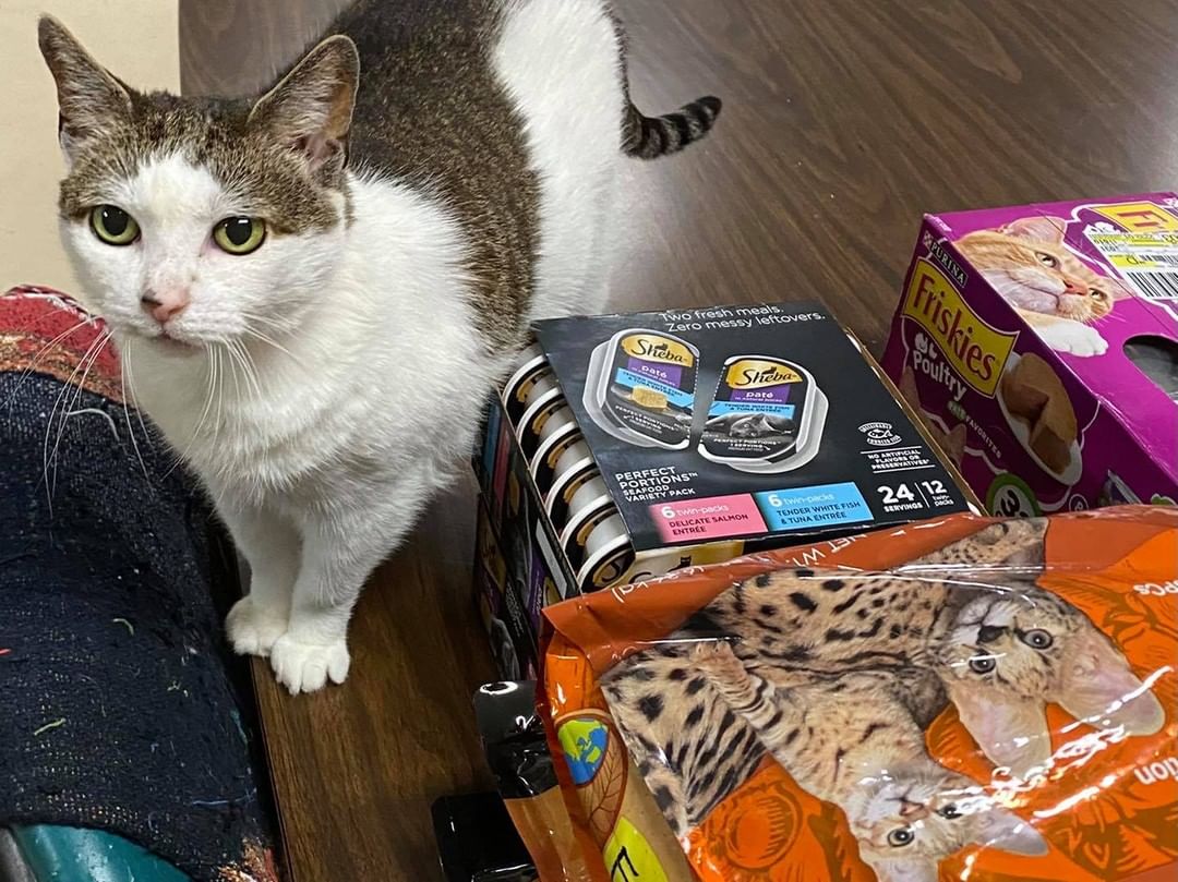 BCC food drive happening now! Our shelves are bare but some donations have already started coming in. Here is spokescat Belle surveying the early donations..
Our volunteers will be here at the shelter at 2037 Foxon Rd. until 2pm today. Please stop by with dry or canned cat food for our shelter cats and for our feral colonies. We couldn’t do this work without you!