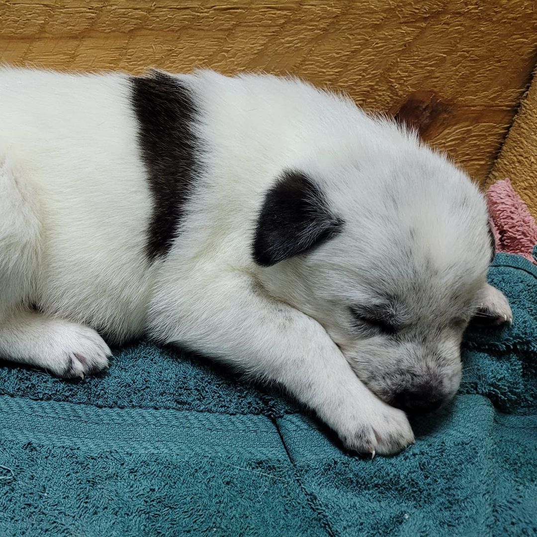 Kayla and her puppies!! 🥰

Pups are a couple weeks old and will all be available for adoption once ready 😊

<a target='_blank' href='https://www.instagram.com/explore/tags/outrunaninalrehabilitationcenter/'>#outrunaninalrehabilitationcenter</a> <a target='_blank' href='https://www.instagram.com/explore/tags/outrunrescue/'>#outrunrescue</a> <a target='_blank' href='https://www.instagram.com/explore/tags/rescuedismtfavouritebreed/'>#rescuedismtfavouritebreed</a> <a target='_blank' href='https://www.instagram.com/explore/tags/adoptdontshop/'>#adoptdontshop</a>