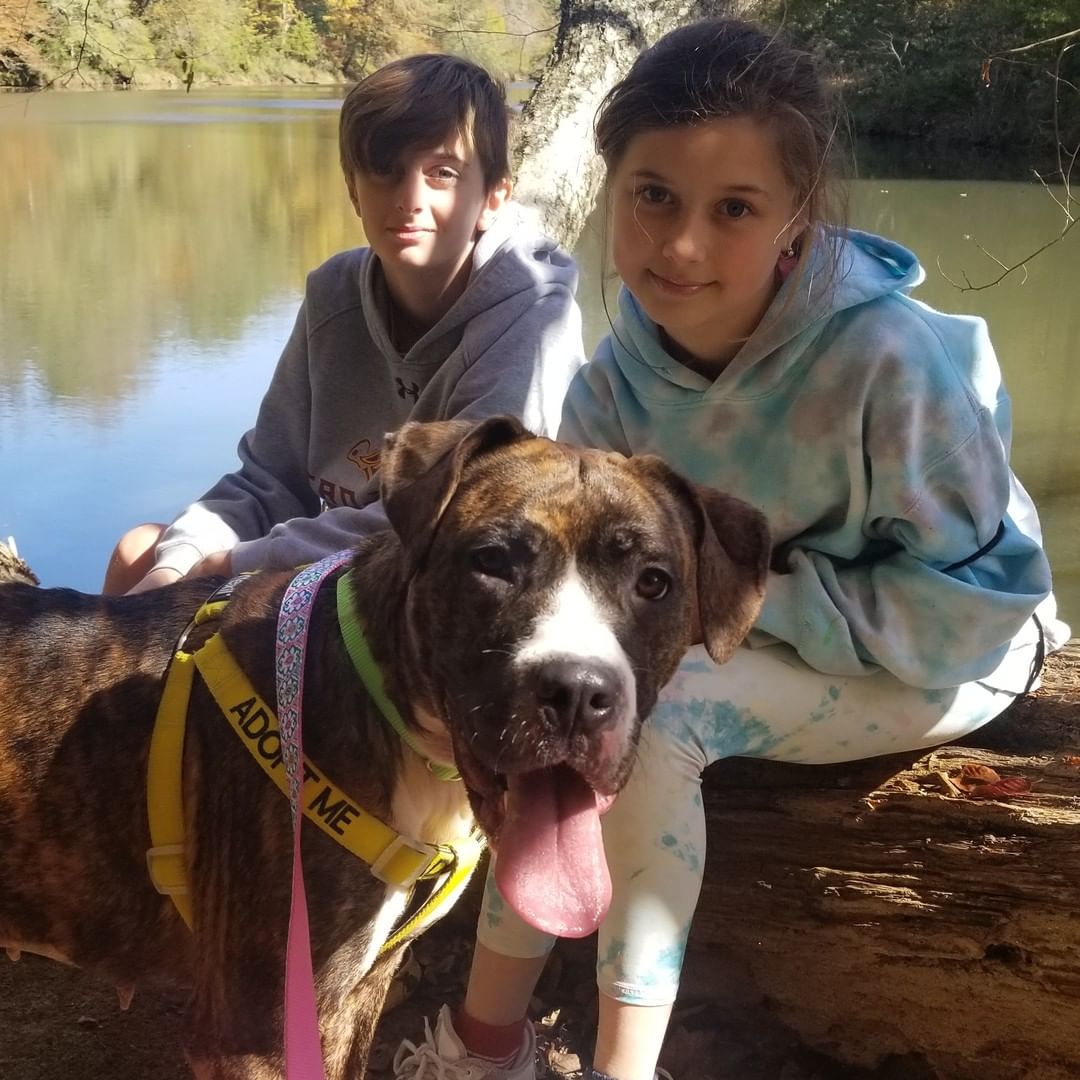 Fulton County Animal Services resident brindle sweetheart Luna recently got to spend the day with some wonderful new friends where she got to play in the trees and go for a quick dip (it was a little chilly to jump all the way in!).

Luna got along well with her new friends and a few new pups she met on the way and had more than enough cuddles to go around!

If you would like to learn more about Luna visit bit.ly/FCASLuna