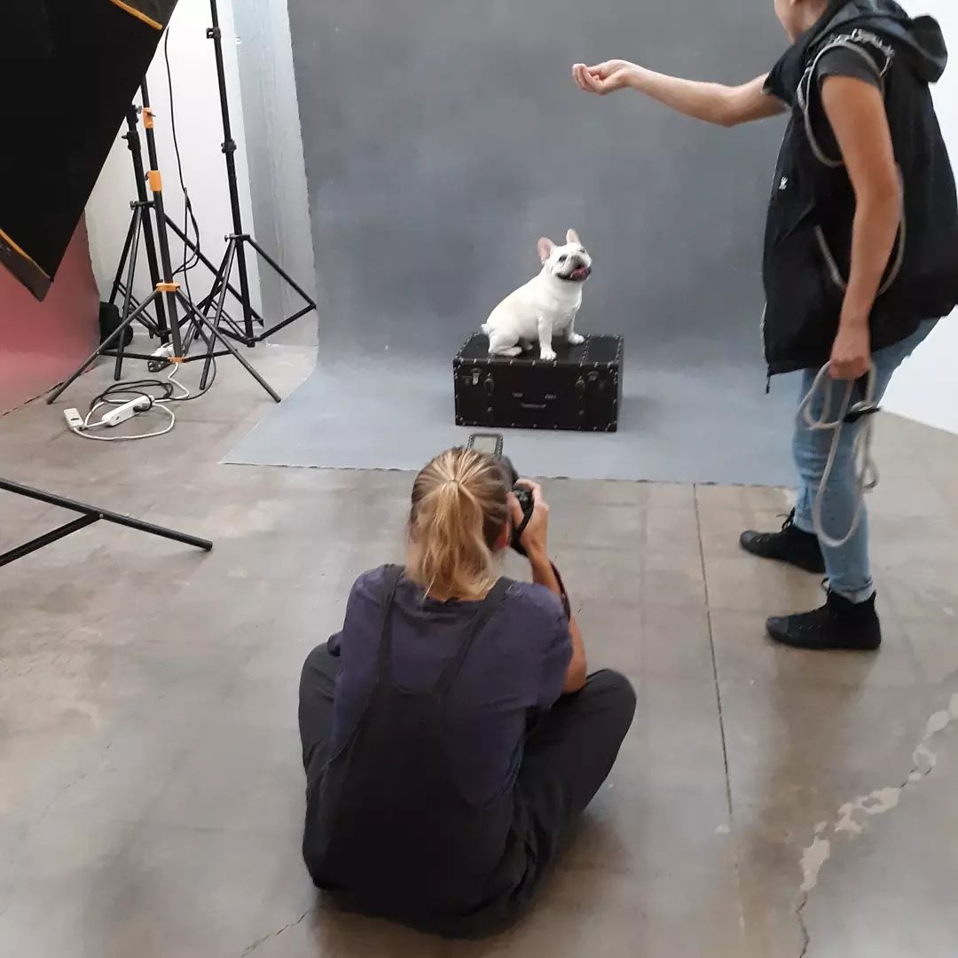 So many cuties.  Do you have pictures of your new Rescue pups?  Our next Pawtrait Party will be in the spring 2022. Thank you to the great @greatbearmedia who makes this happen and captures THE personalities of your dog.  <a target='_blank' href='https://www.instagram.com/explore/tags/mutts/'>#mutts</a> <a target='_blank' href='https://www.instagram.com/explore/tags/dogsofinstagram/'>#dogsofinstagram</a> <a target='_blank' href='https://www.instagram.com/explore/tags/animalrescue/'>#animalrescue</a> <a target='_blank' href='https://www.instagram.com/explore/tags/rescuedismyfavoritebreed/'>#rescuedismyfavoritebreed</a> <a target='_blank' href='https://www.instagram.com/explore/tags/adoptdontshop/'>#adoptdontshop</a>