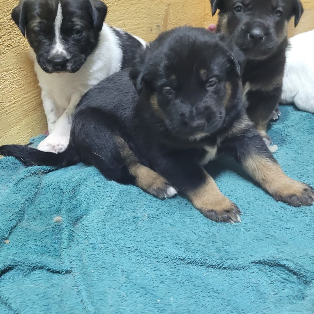 Kayla and her puppies!! 🥰

Pups are a couple weeks old and will all be available for adoption once ready 😊

<a target='_blank' href='https://www.instagram.com/explore/tags/outrunaninalrehabilitationcenter/'>#outrunaninalrehabilitationcenter</a> <a target='_blank' href='https://www.instagram.com/explore/tags/outrunrescue/'>#outrunrescue</a> <a target='_blank' href='https://www.instagram.com/explore/tags/rescuedismtfavouritebreed/'>#rescuedismtfavouritebreed</a> <a target='_blank' href='https://www.instagram.com/explore/tags/adoptdontshop/'>#adoptdontshop</a>