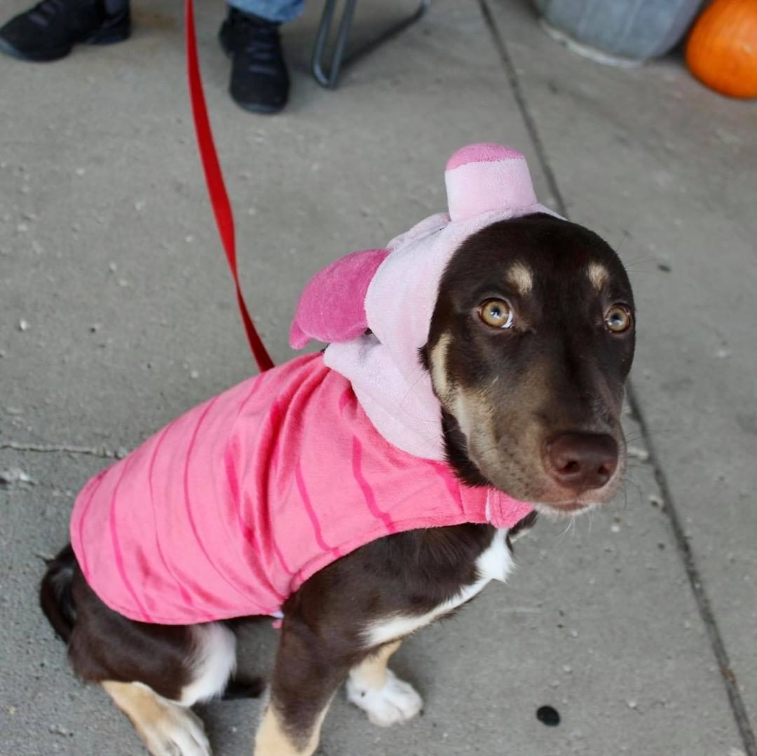 Happy Halloween from Reach Rescue🎃👻🐾
Adoptables got ready for the big day at yesterday’s adoption event. How cute do they look?! Let us know who your favorite is in the comments🤠

1. Bruce Lee the Cowboy
2. Paisley as Piglet
3. Journey the Unicorn
4. Axel as Eeyore
5. Buffy the Mermaid
6. Jason the Ice Cream Sundae
7. Freddy the Hot Dog
8. Kayak the Pumpkin 
9. Clara the Pig
10. Pearson the Dragon