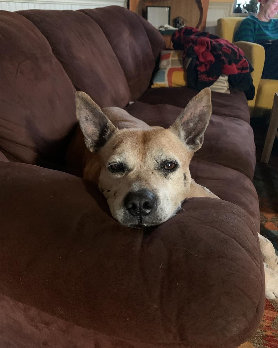 Meet a Sammy and Maggie in Colorado!!!

We’ve had some great fosters step-up so that we were able to pull 15 yr old Sammy and 9 yr old Maggie from 2 different Colorado shelters in the last couple of days!

It’s funny because they both have these adorable ears that won’t stop and beautiful silvery faces, and they are both totally amazing!!!! 

We’ve already taken Sammy to the vet and other than needing to go on some joint supplements and a special prescription food she is doing amazingly well for a 15-year-old girl. Maggie has her vet appointment coming up pretty soon, but for now she is just settling into her new foster home and doing great!

Thank you to all of our amazing fosters and adopters for helping us be able to help amazing dogs like this!!!! If you are interested in Fostering too, here is the link to our online foster application: 
https://www.cognitoforms.com/OldDogsNewDigs/OldDogsNewDigsFosterSurvey

And for more information about our adoptable animals please go to the Adoptables page on our website: 
https://www.olddogsnewdigs.com/adopt/

Thanks!!!