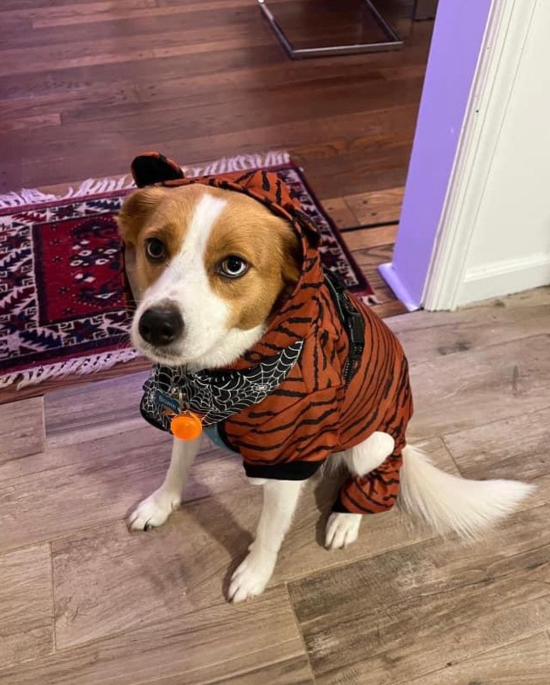 Happy Halloween!! From Adoptable Lacey and some of the FWFP Gang!! No tricks, ALL TREATS!! 🎃🦴🎃🦴🎃🦴

<a target='_blank' href='https://www.instagram.com/explore/tags/rescuelife/'>#rescuelife</a> <a target='_blank' href='https://www.instagram.com/explore/tags/adoptdontshop/'>#adoptdontshop</a> <a target='_blank' href='https://www.instagram.com/explore/tags/halloween/'>#halloween</a> <a target='_blank' href='https://www.instagram.com/explore/tags/trickortreat/'>#trickortreat</a> <a target='_blank' href='https://www.instagram.com/explore/tags/gooddog/'>#gooddog</a> <a target='_blank' href='https://www.instagram.com/explore/tags/yay/'>#yay</a> <a target='_blank' href='https://www.instagram.com/explore/tags/halloweencostumes/'>#halloweencostumes</a>