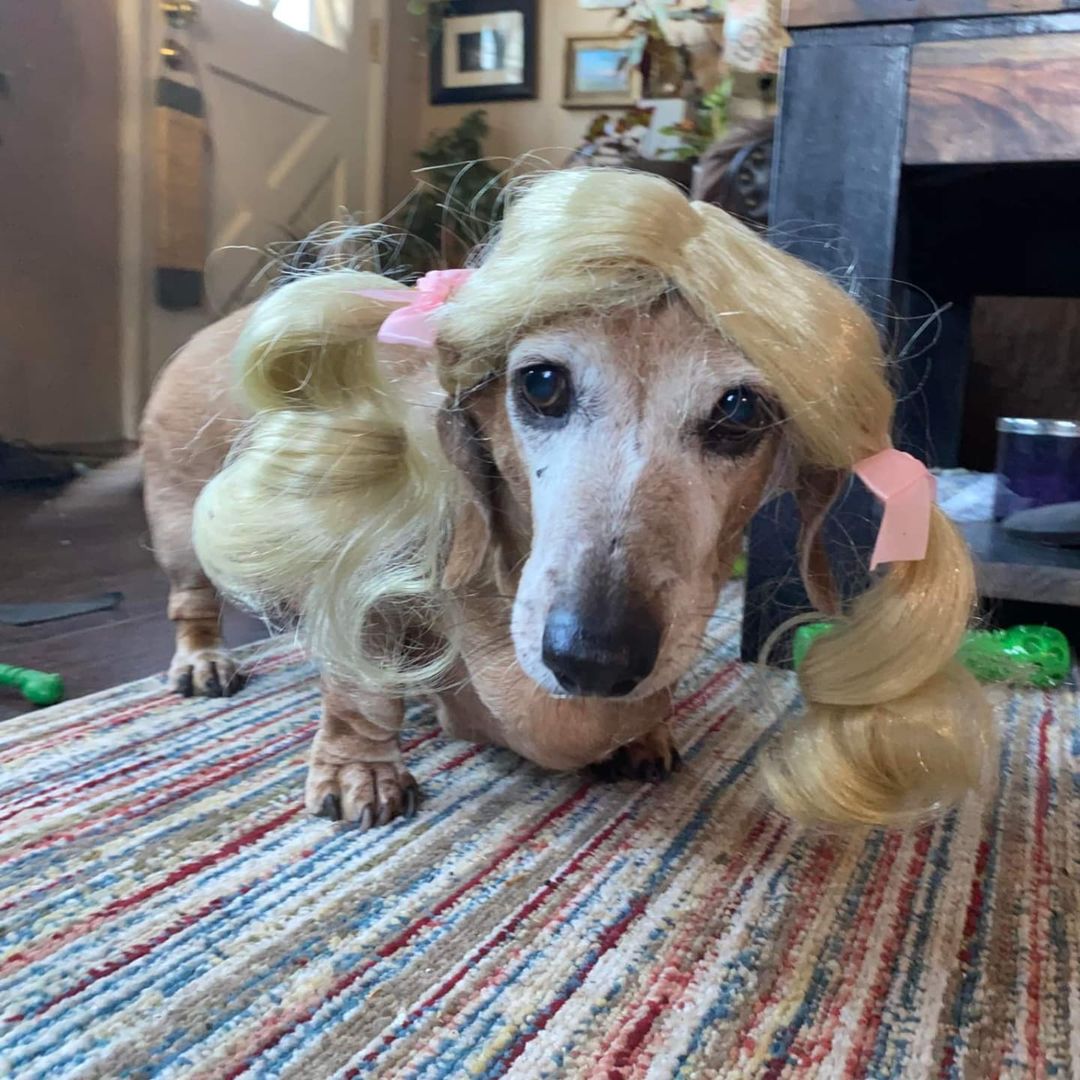 Sadie's looking gorgeous in her locks of love! 🧡🎃👻🧡
<a target='_blank' href='https://www.instagram.com/explore/tags/dachshunfsofinstagram/'>#dachshunfsofinstagram</a> <a target='_blank' href='https://www.instagram.com/explore/tags/seniordachshund/'>#seniordachshund</a> <a target='_blank' href='https://www.instagram.com/explore/tags/doxiesofinstagram/'>#doxiesofinstagram</a> <a target='_blank' href='https://www.instagram.com/explore/tags/locksoflove/'>#locksoflove</a> <a target='_blank' href='https://www.instagram.com/explore/tags/halloween/'>#halloween</a> <a target='_blank' href='https://www.instagram.com/explore/tags/dachshund/'>#dachshund</a> <a target='_blank' href='https://www.instagram.com/explore/tags/doxie/'>#doxie</a> <a target='_blank' href='https://www.instagram.com/explore/tags/weenie/'>#weenie</a> <a target='_blank' href='https://www.instagram.com/explore/tags/rescueddogsofinstagram/'>#rescueddogsofinstagram</a> <a target='_blank' href='https://www.instagram.com/explore/tags/bestlife/'>#bestlife</a> <a target='_blank' href='https://www.instagram.com/explore/tags/seniordogsofinstagram/'>#seniordogsofinstagram</a> <a target='_blank' href='https://www.instagram.com/explore/tags/treats/'>#treats</a> <a target='_blank' href='https://www.instagram.com/explore/tags/onepawatatime/'>#onepawatatime</a>