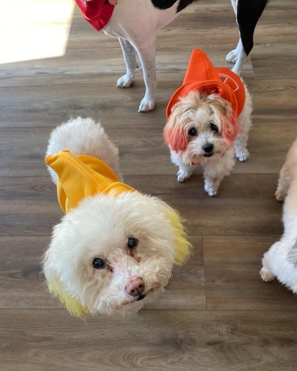 That 🌭 is none other than BRB Foster Fail @vieveland with her beautiful pack of senior girls… Samantha, Kiwi and April (ketchup, popcorn and mustard ). They were at @topdogbarkery HOWL’oween pawty 🎃🕸👻 @vieveland and Kiwi adopted bonded senior girls April and Samantha when their previous owner was no longer to keep them.  <a target='_blank' href='https://www.instagram.com/explore/tags/fosterfail/'>#fosterfail</a><a target='_blank' href='https://www.instagram.com/explore/tags/fosteringsaveslives/'>#fosteringsaveslives</a><a target='_blank' href='https://www.instagram.com/explore/tags/makeadifference/'>#makeadifference</a><a target='_blank' href='https://www.instagram.com/explore/tags/seniordogsofinstagram/'>#seniordogsofinstagram</a><a target='_blank' href='https://www.instagram.com/explore/tags/dailyfluff/'>#dailyfluff</a> <a target='_blank' href='https://www.instagram.com/explore/tags/halloween/'>#halloween</a><a target='_blank' href='https://www.instagram.com/explore/tags/adopt/'>#adopt</a><a target='_blank' href='https://www.instagram.com/explore/tags/rescuedogs/'>#rescuedogs</a>