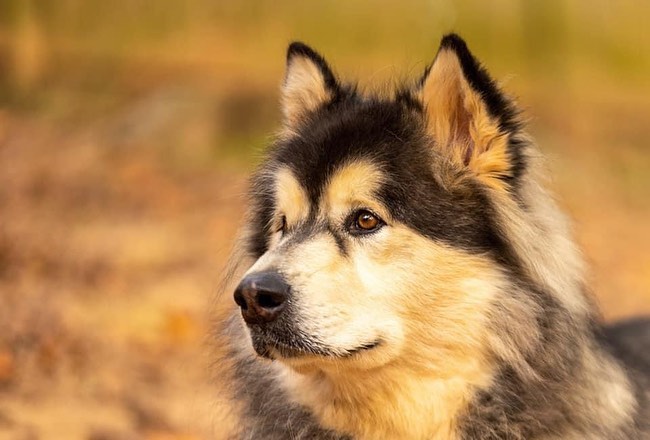 Maddox has grown and learned so much from Rob and his lucky dog family ❤️ He is ready and waiting for his person to find him. Maddox would be best in a home with out small children but could live with a young playful female pup. He loves to go for walks and does well on the leash. He is ready for love and needs a patient home who understands him. Fill out an application today and meet this gorgeous boy! <a target='_blank' href='https://www.instagram.com/explore/tags/chaampmalamutes/'>#chaampmalamutes</a> <a target='_blank' href='https://www.instagram.com/explore/tags/nopaintotrain/'>#nopaintotrain</a> <a target='_blank' href='https://www.instagram.com/explore/tags/forcefreemalamute/'>#forcefreemalamute</a>