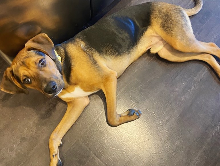 Keith (10 month old hound mix) has been looking for 66 days for his family. Breaking his leg added a little time to his stay in foster, but this fella is ready to find his hoomans! Keith is sweet, smart, great with dogs and kids, and leash and kennel trained. Message us today for more info on his buddy.