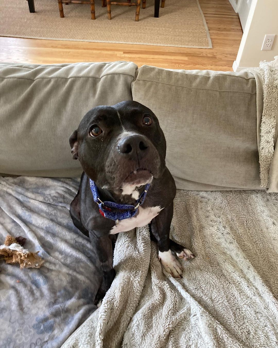 We couldn’t let <a target='_blank' href='https://www.instagram.com/explore/tags/nationalpitbullawarenessmonth/'>#nationalpitbullawarenessmonth</a> end without reminding everyone about Mulan! She needs a foster or permanent home so she can show you just how cute she is- No trick- just a treat! <a target='_blank' href='https://www.instagram.com/explore/tags/mulan/'>#mulan</a>